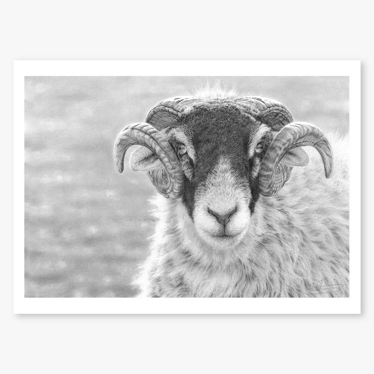 Swaledale_Tup_floating.jpg