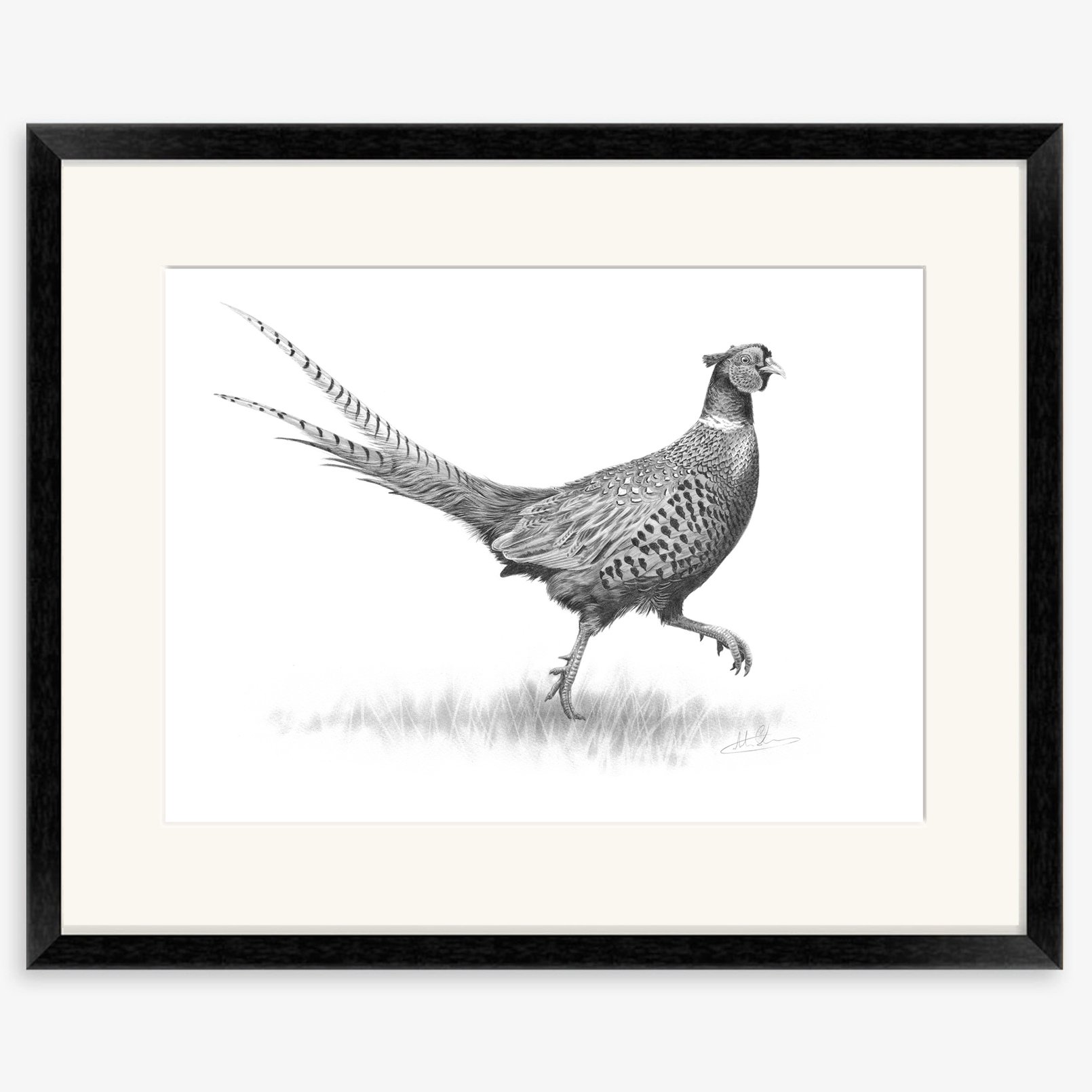 strutting pheasant_black.jpg
