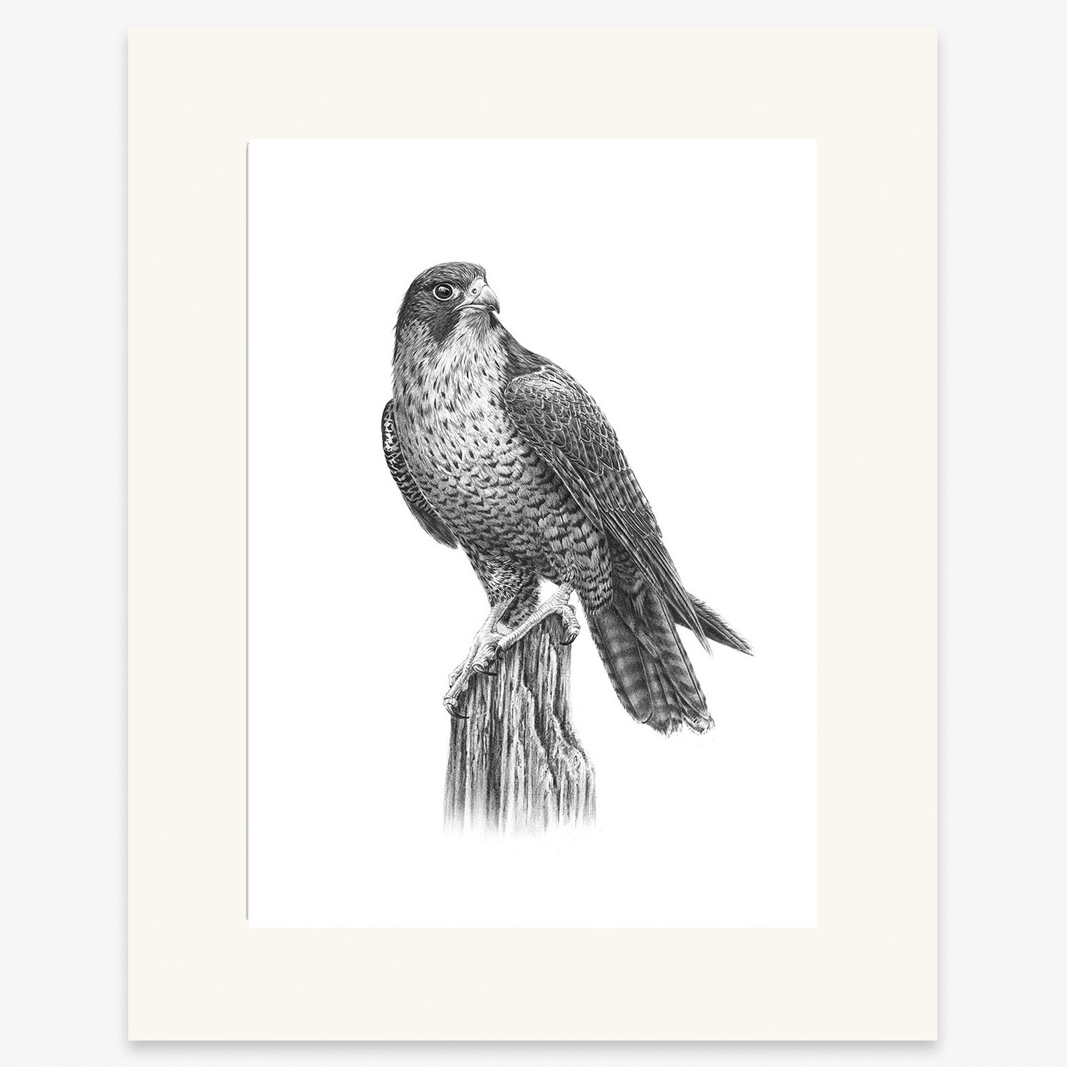 Peregrine_falcon_mounted.jpg