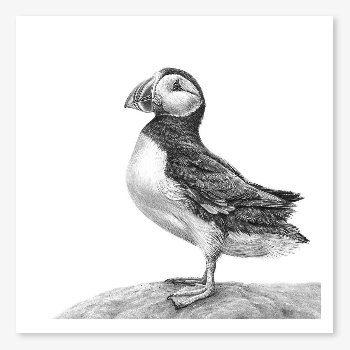 Puffin_floating.jpg