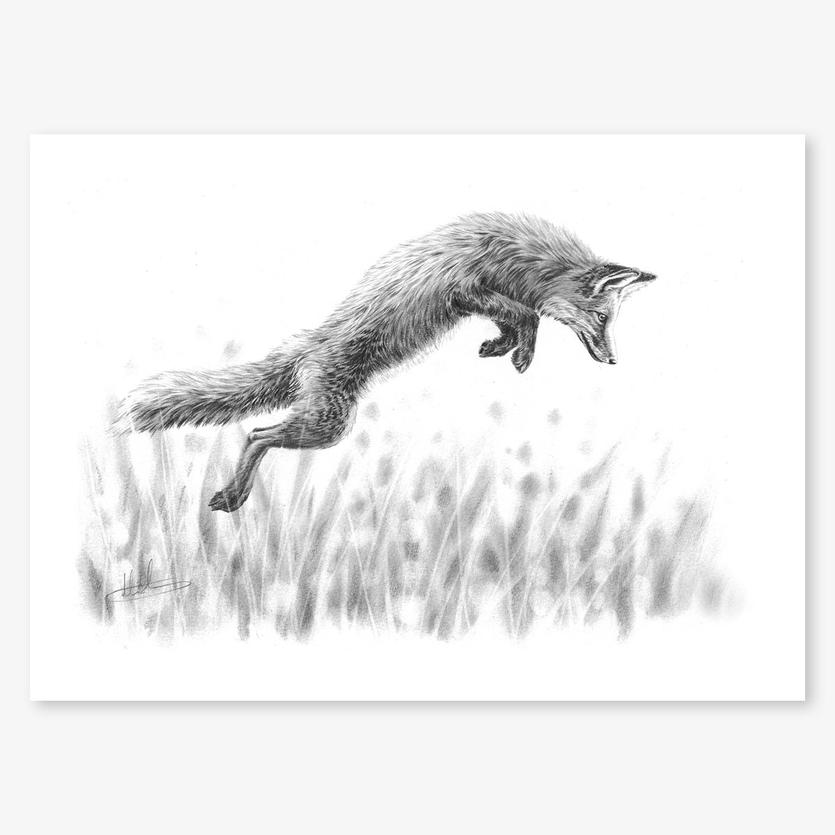 fox_leaping_floating.jpg