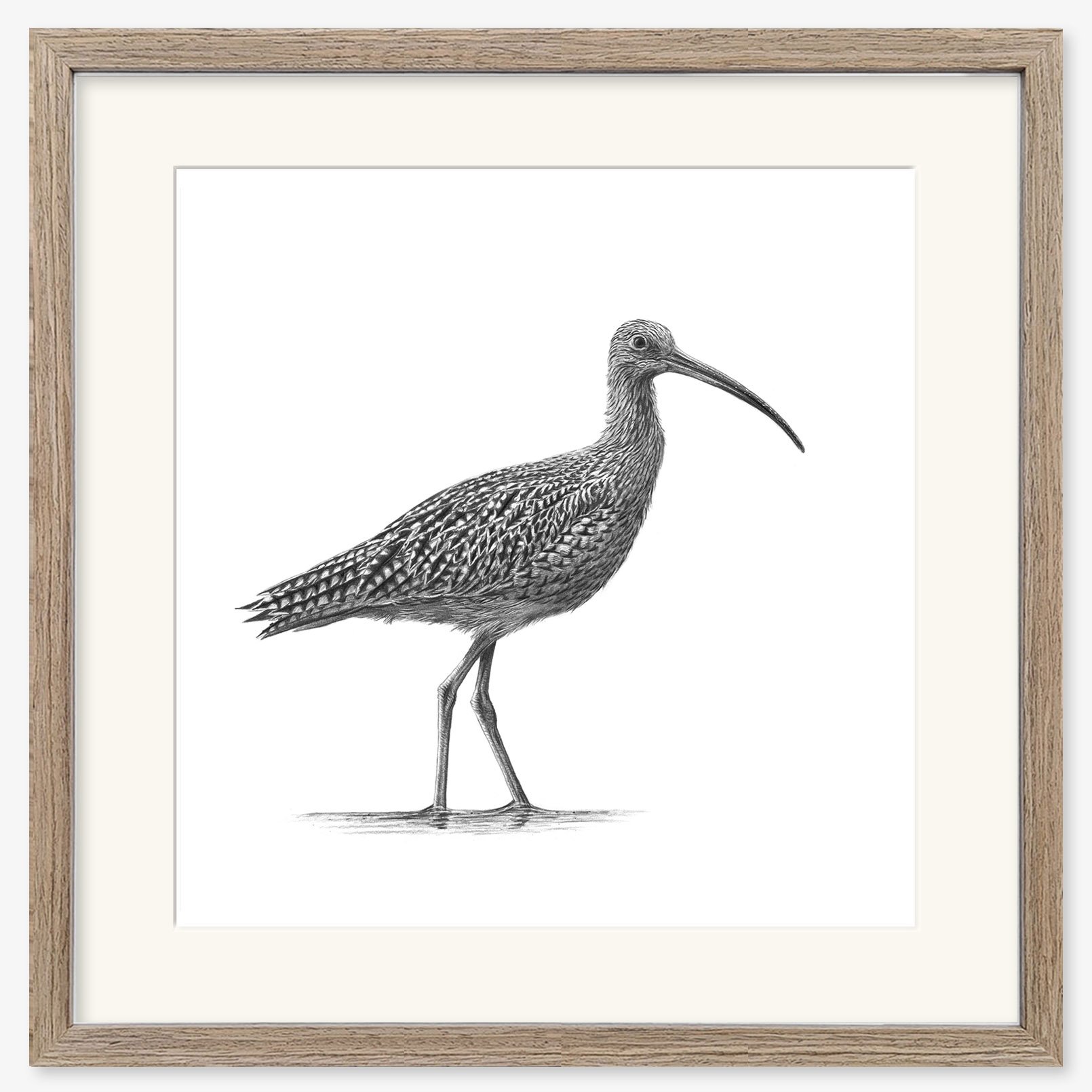 Curlew_II_walnut.jpg