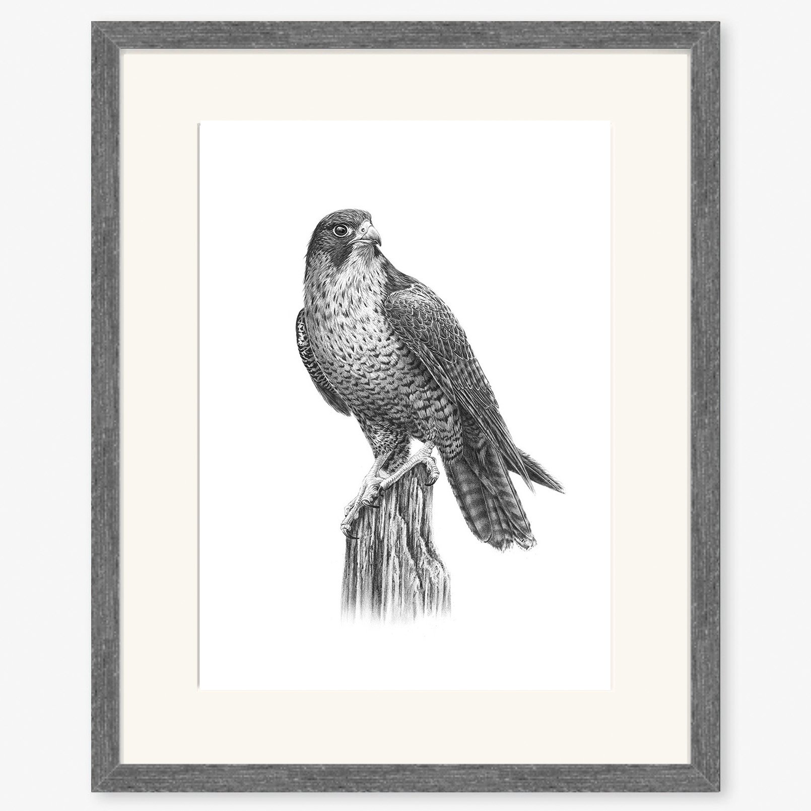 Peregrine_falcon_charcoal.jpg