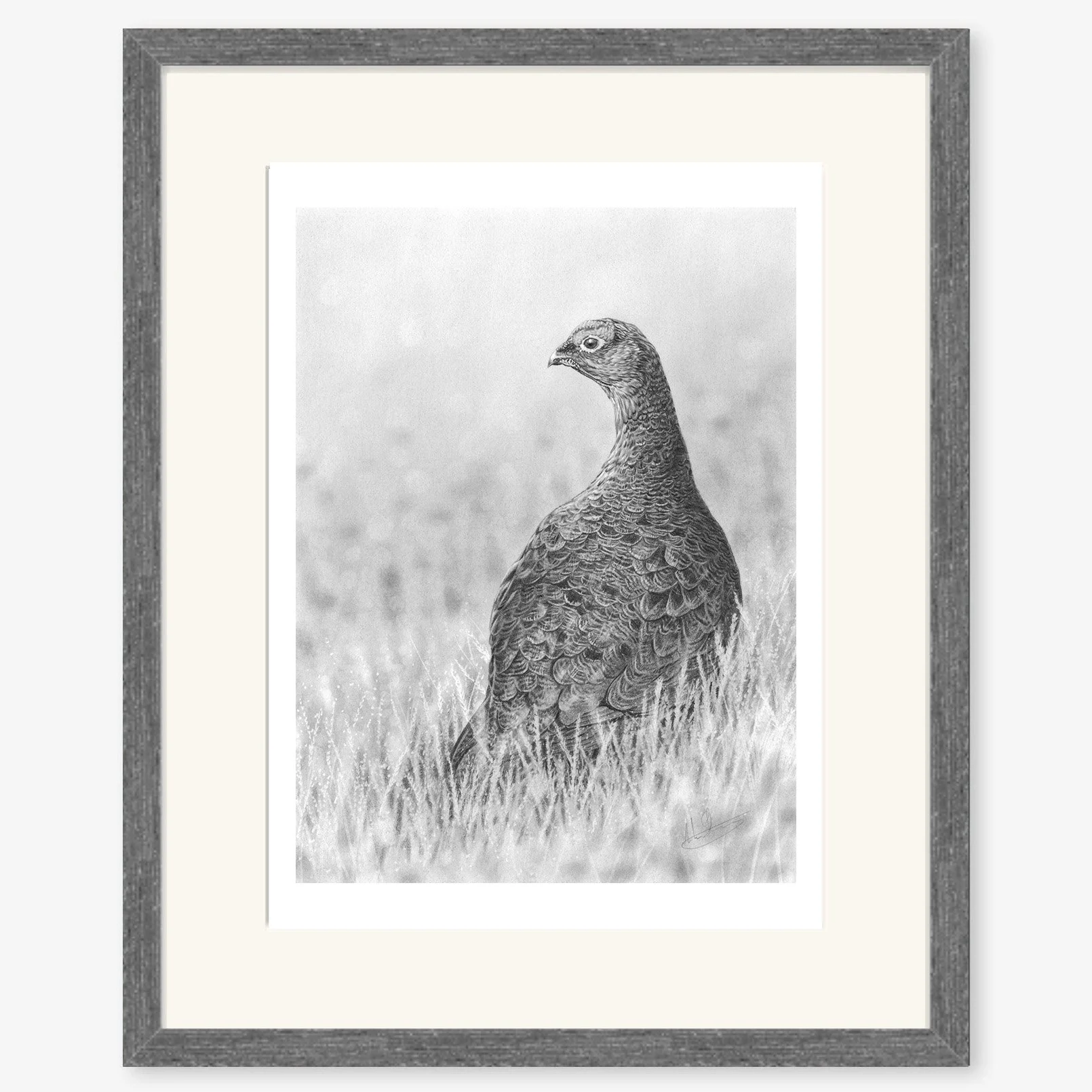 red_grouse_charcoal.jpg