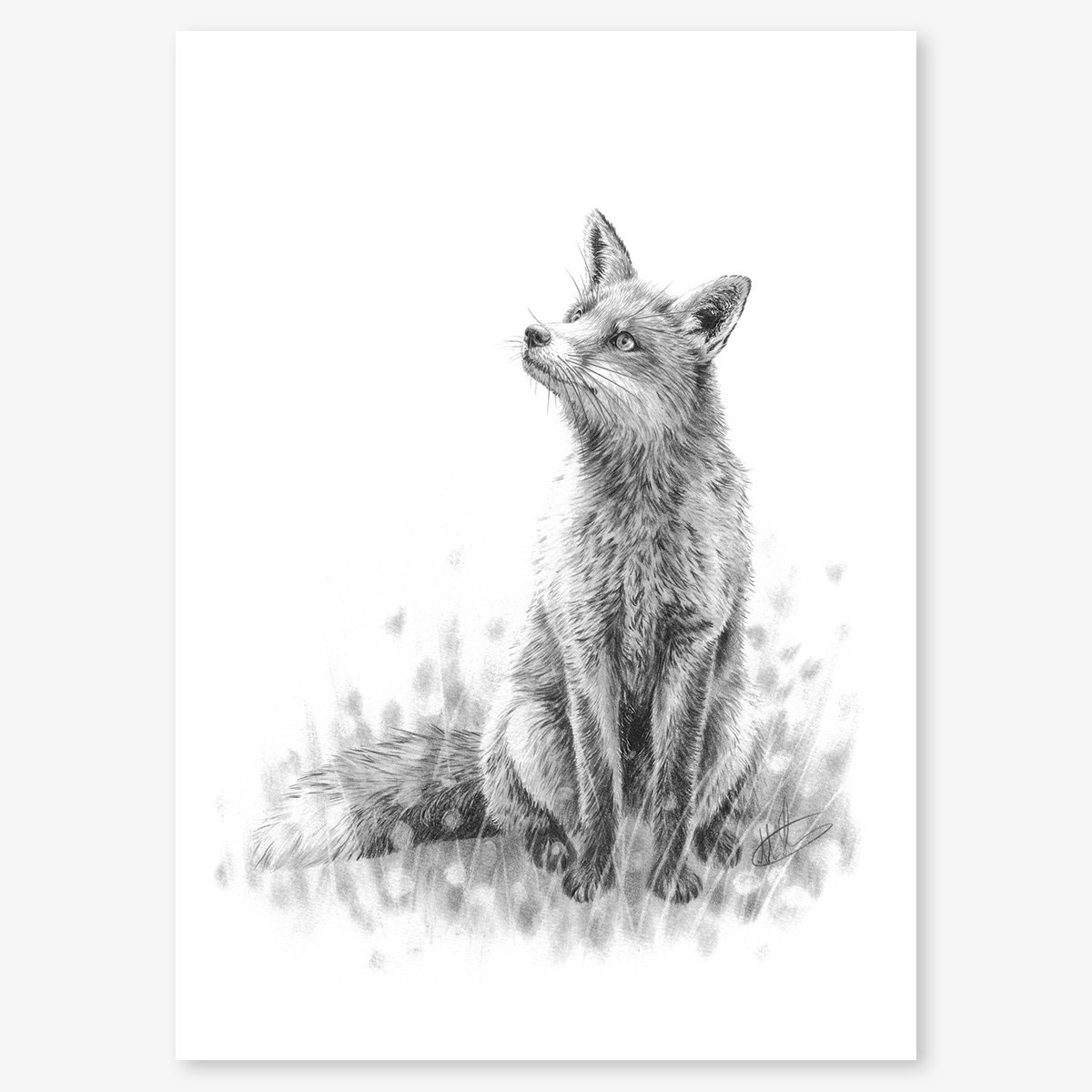 fox_sitting_floating.jpg