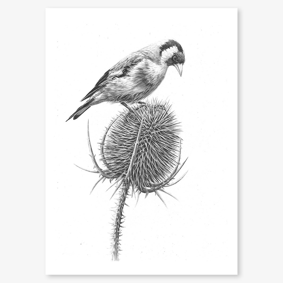 goldfinch_on_teasel_floating.jpg