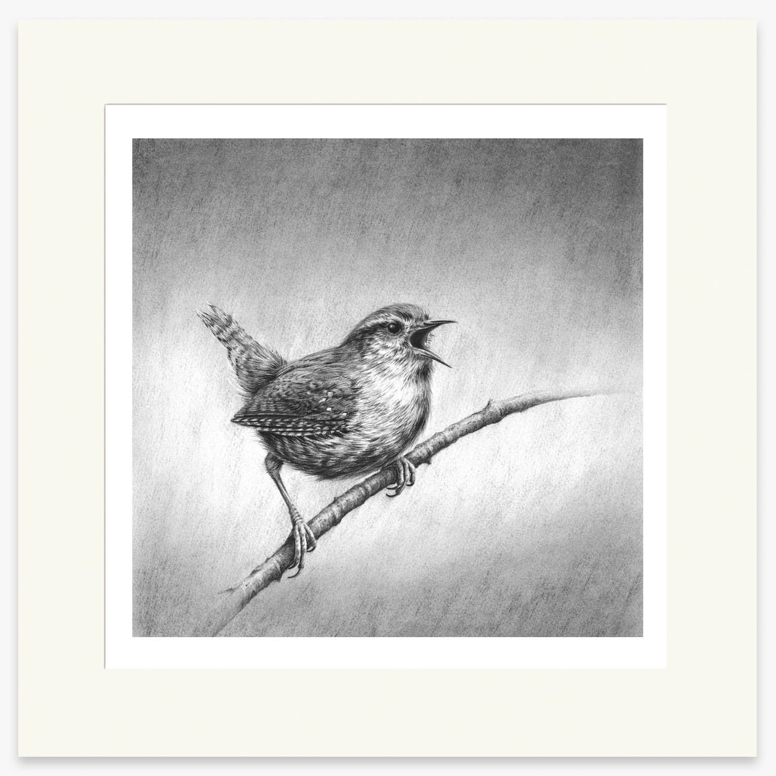 wren_I_mounted.jpg
