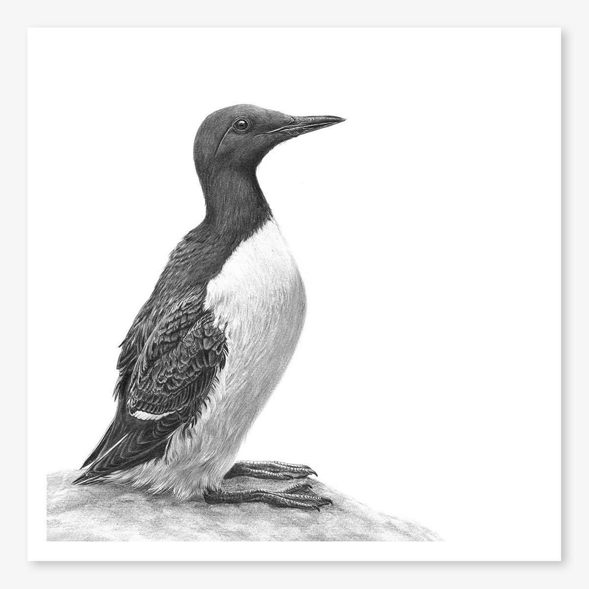 guillemot_web_2_floating.jpg