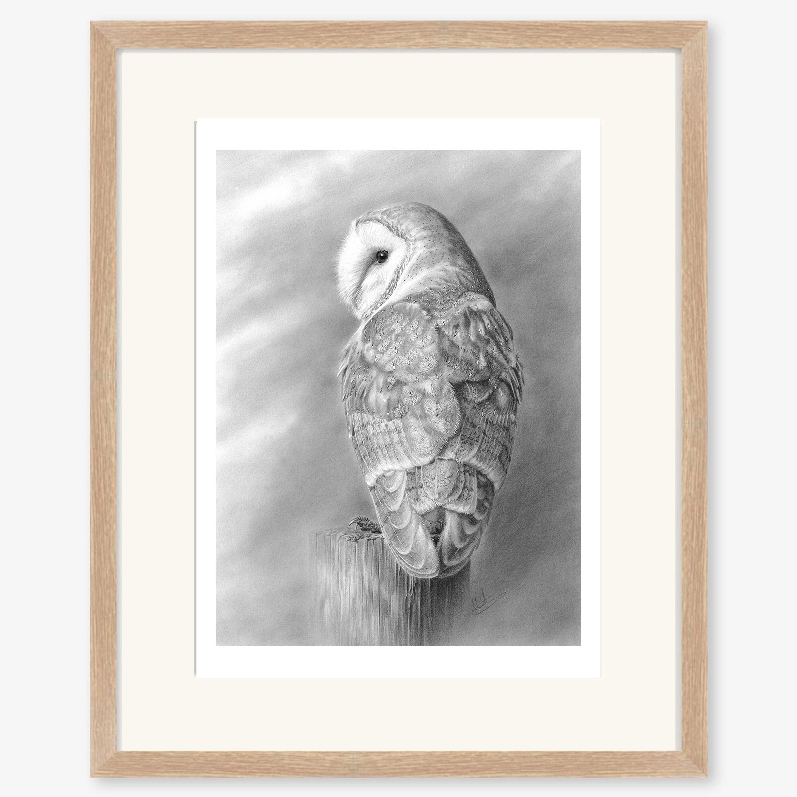 Barn Owl at Rest_oak.jpg