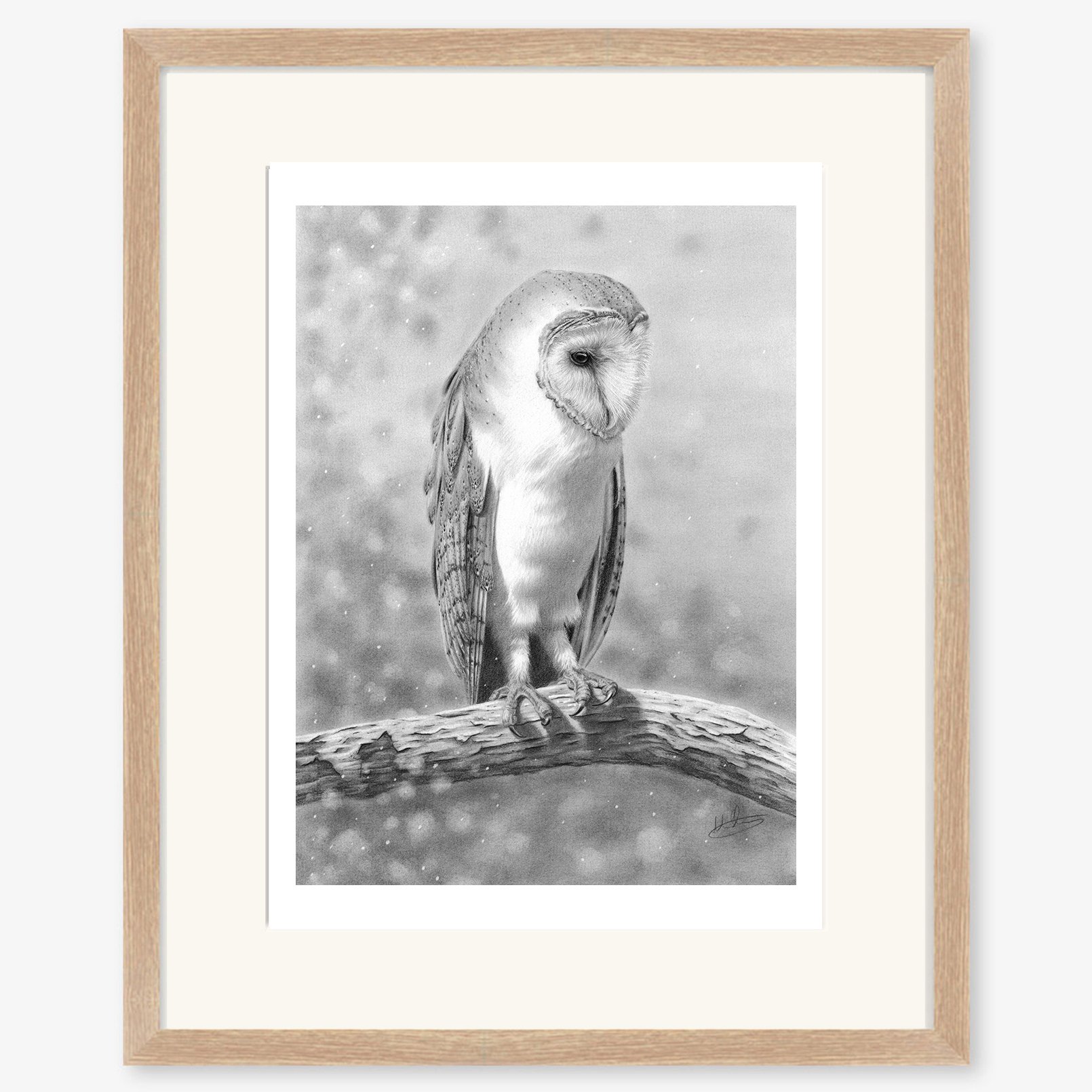 barn_owl_on_birch_oak.jpg