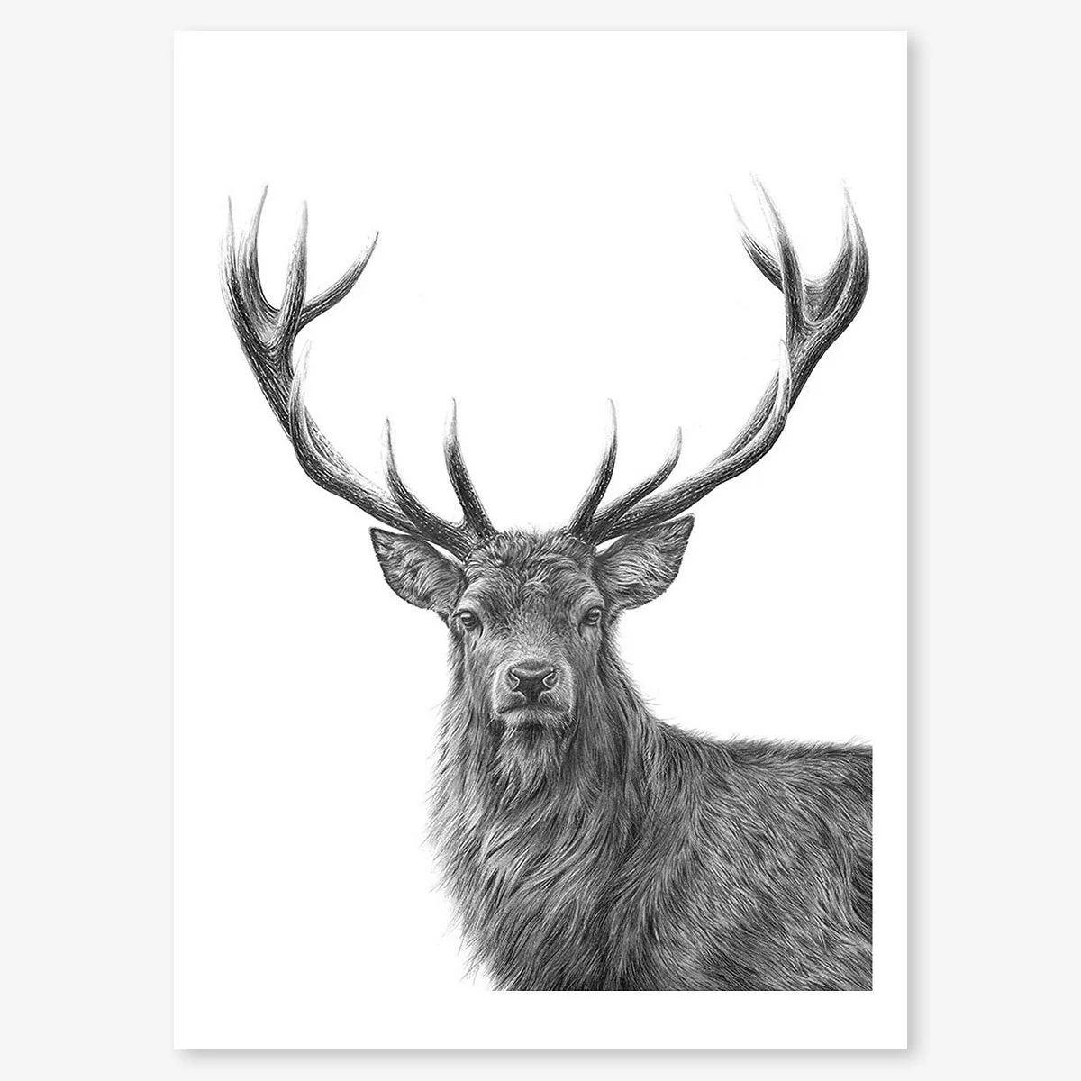 Drawing of a red deer stag