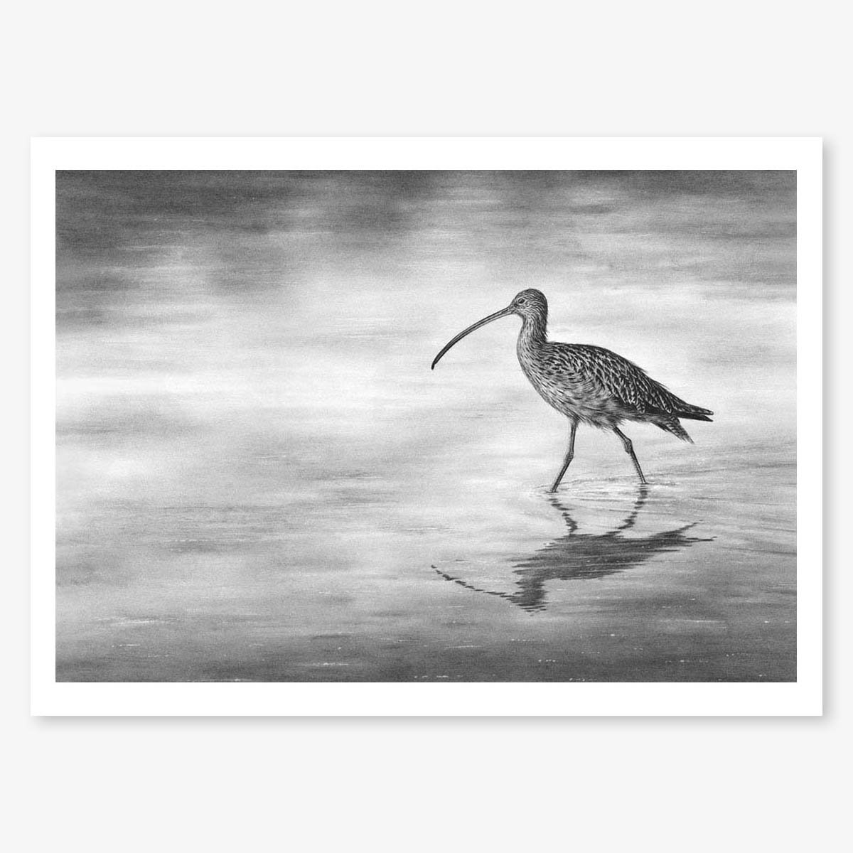 curlew-wading-II_floating.jpg