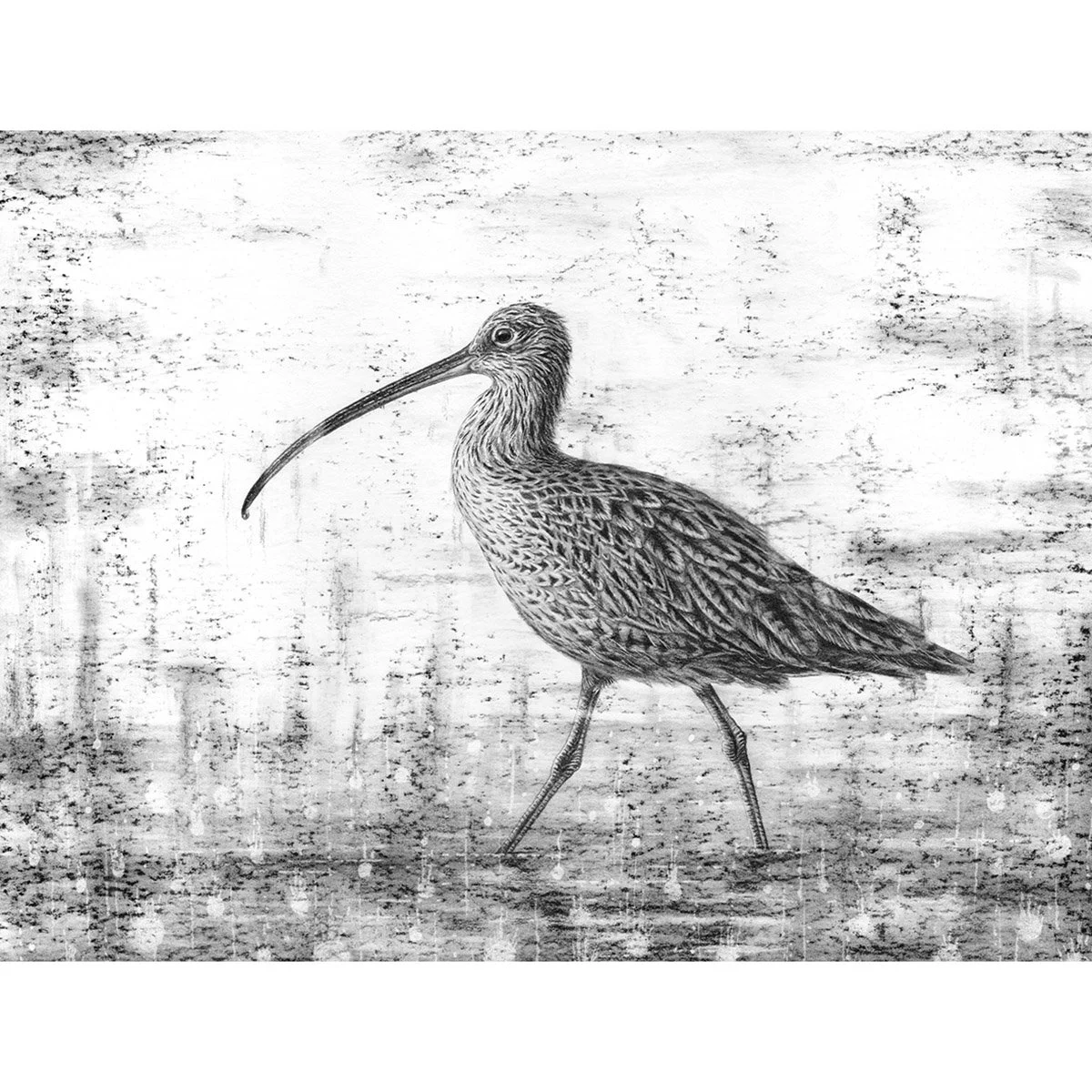 curlew_new_cleaned_2_small_web.jpg