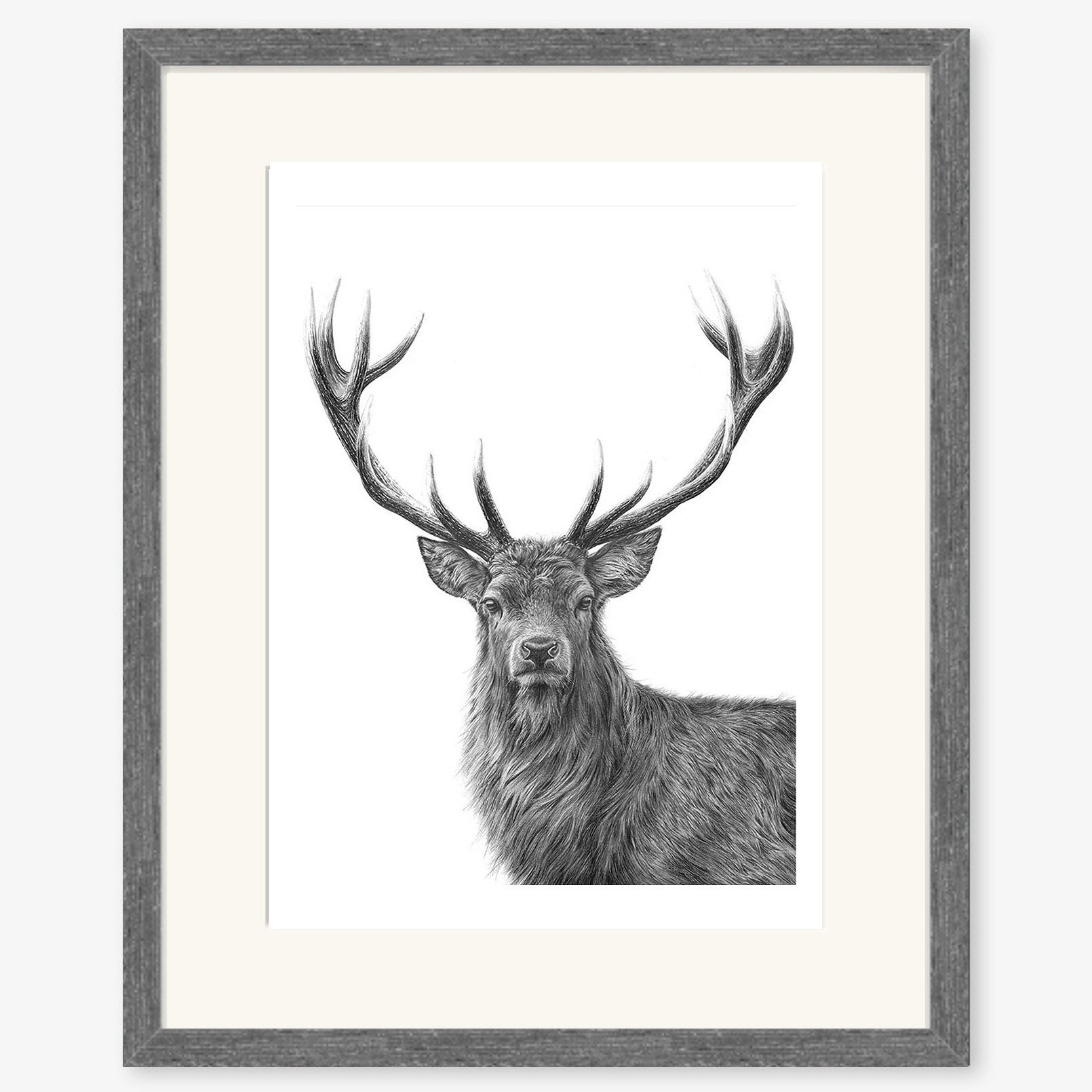 red_stag_II_charcoal.jpg