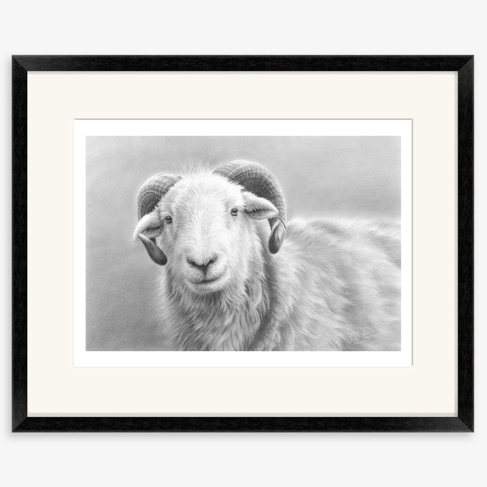 herdwick_tup_black.jpg