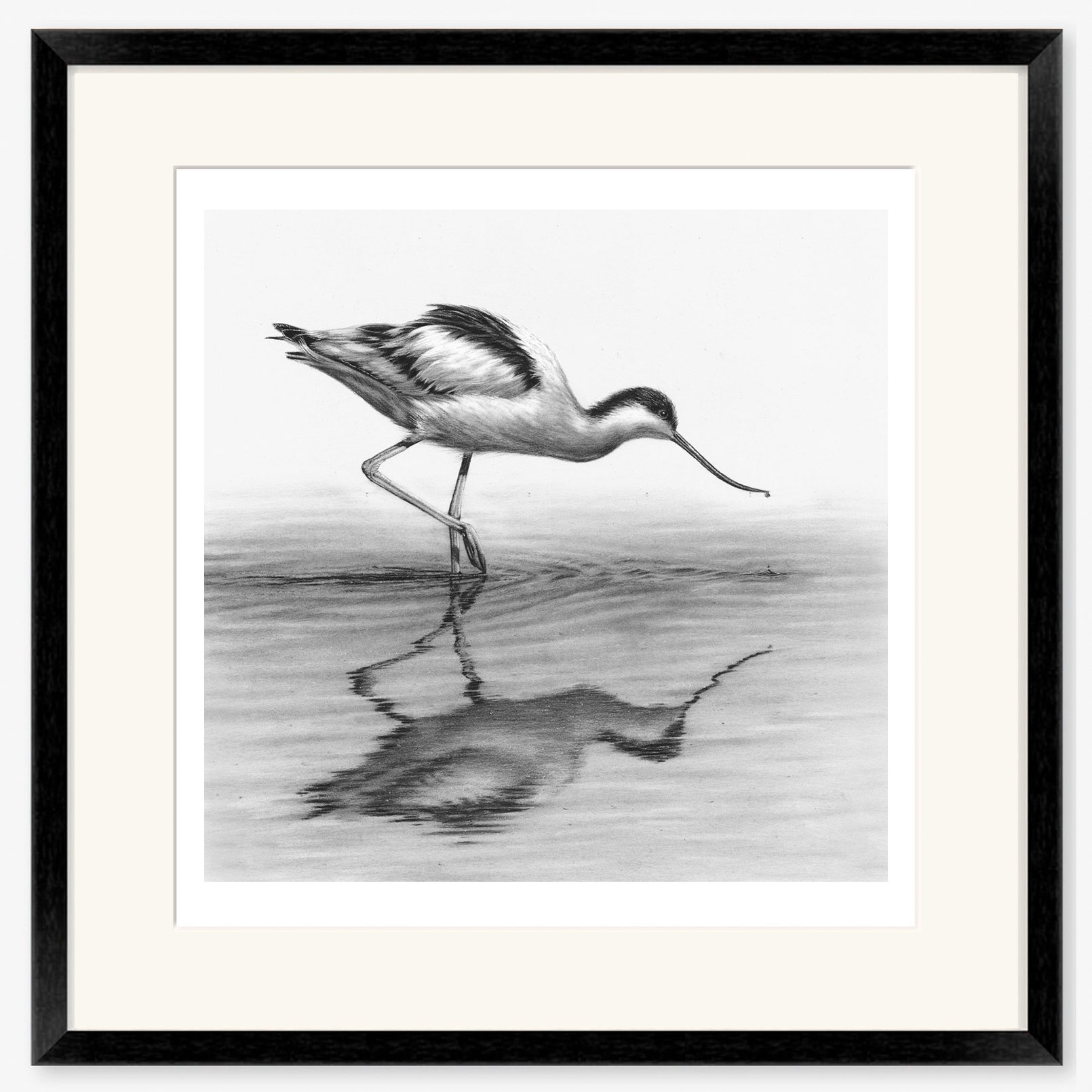avocet_black.jpg