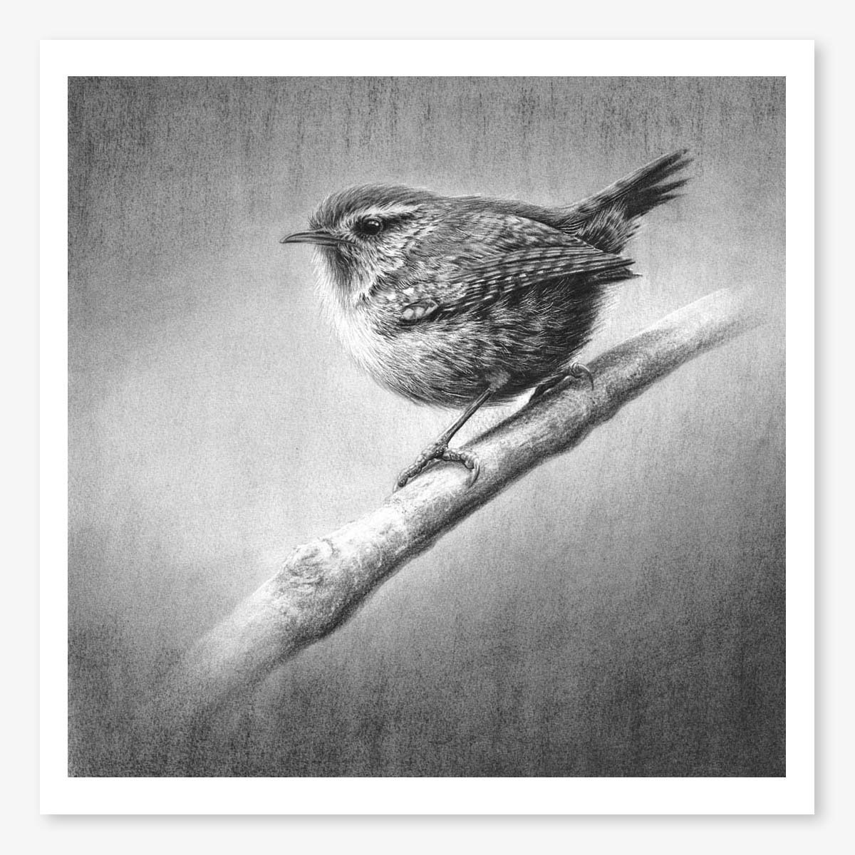 wren_II_floating.jpg