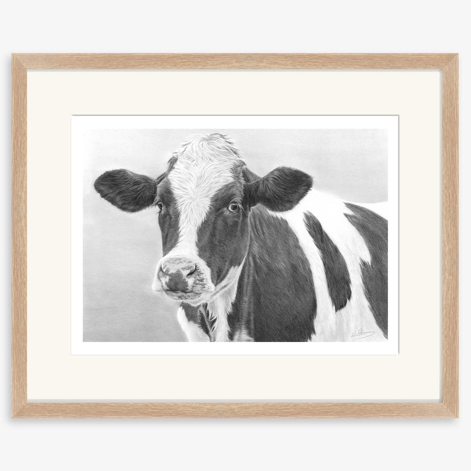friesian_heifer_oak.jpg