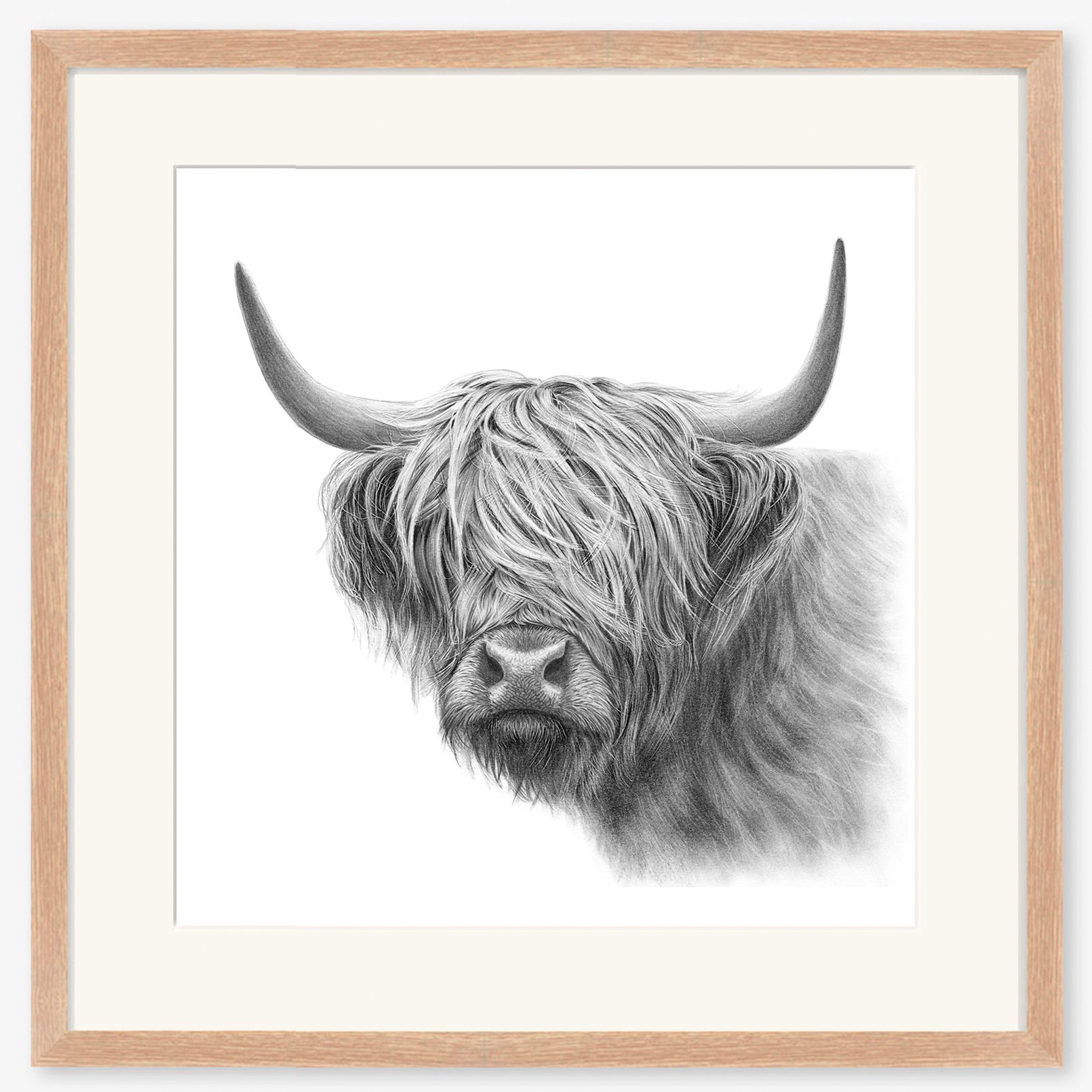 highland_cow_vi_oak.jpg