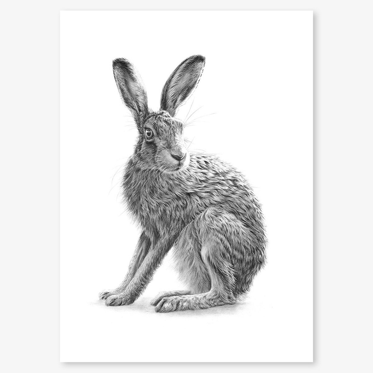 Hare_sitting_II copy_floating.jpg