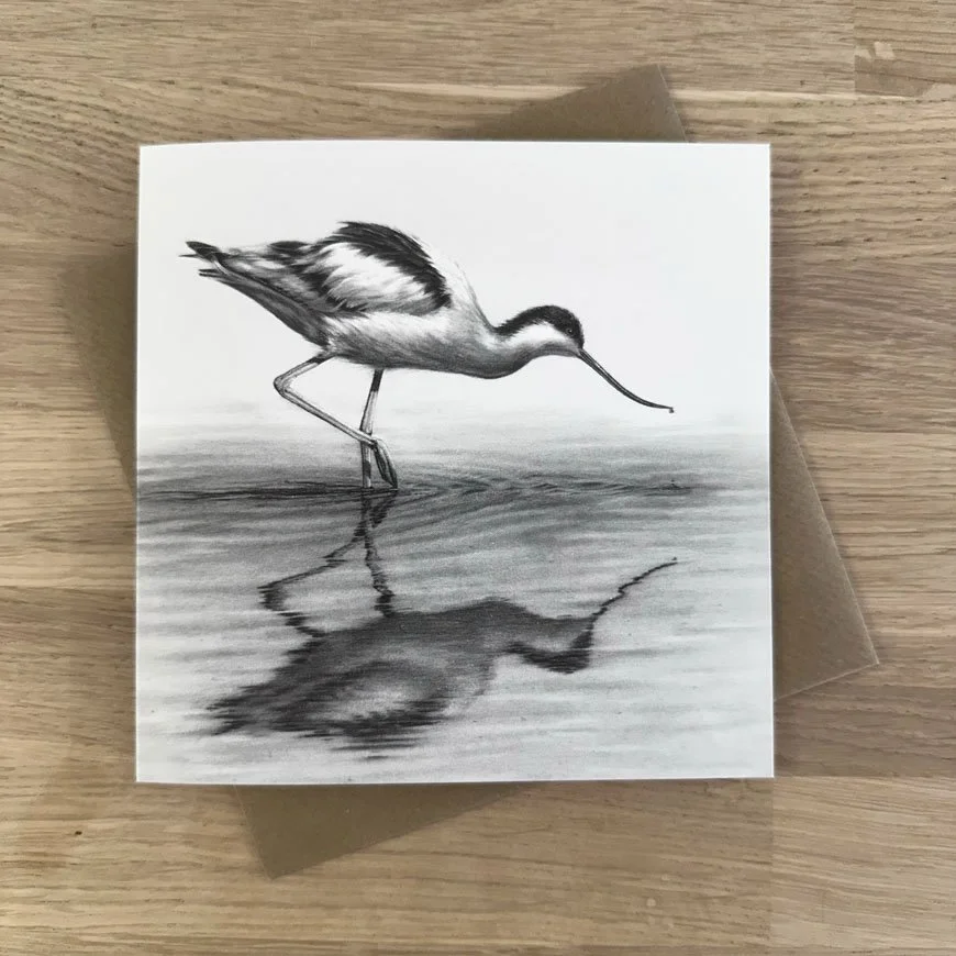 avocet.jpg