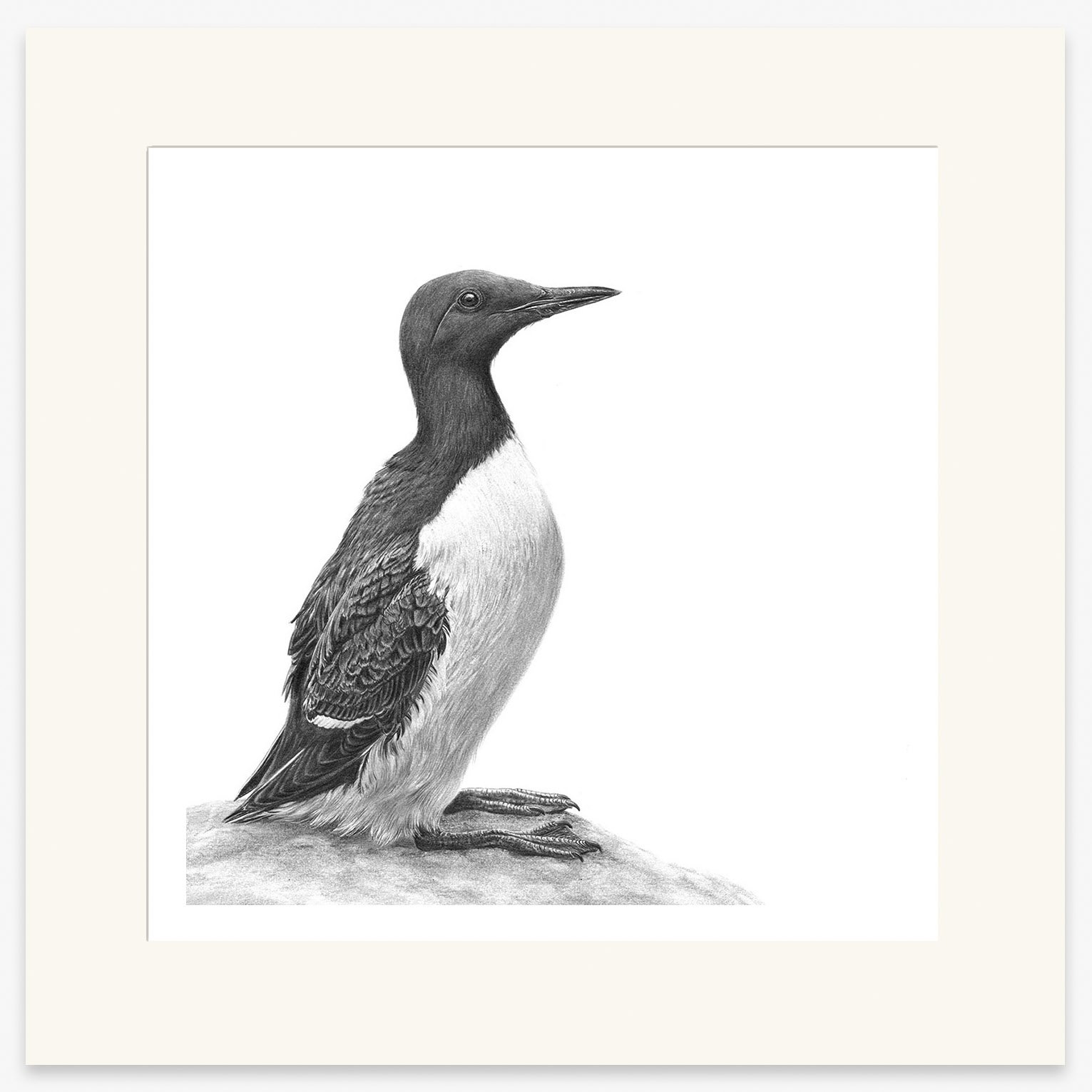 guillemot_web_2_mounted.jpg