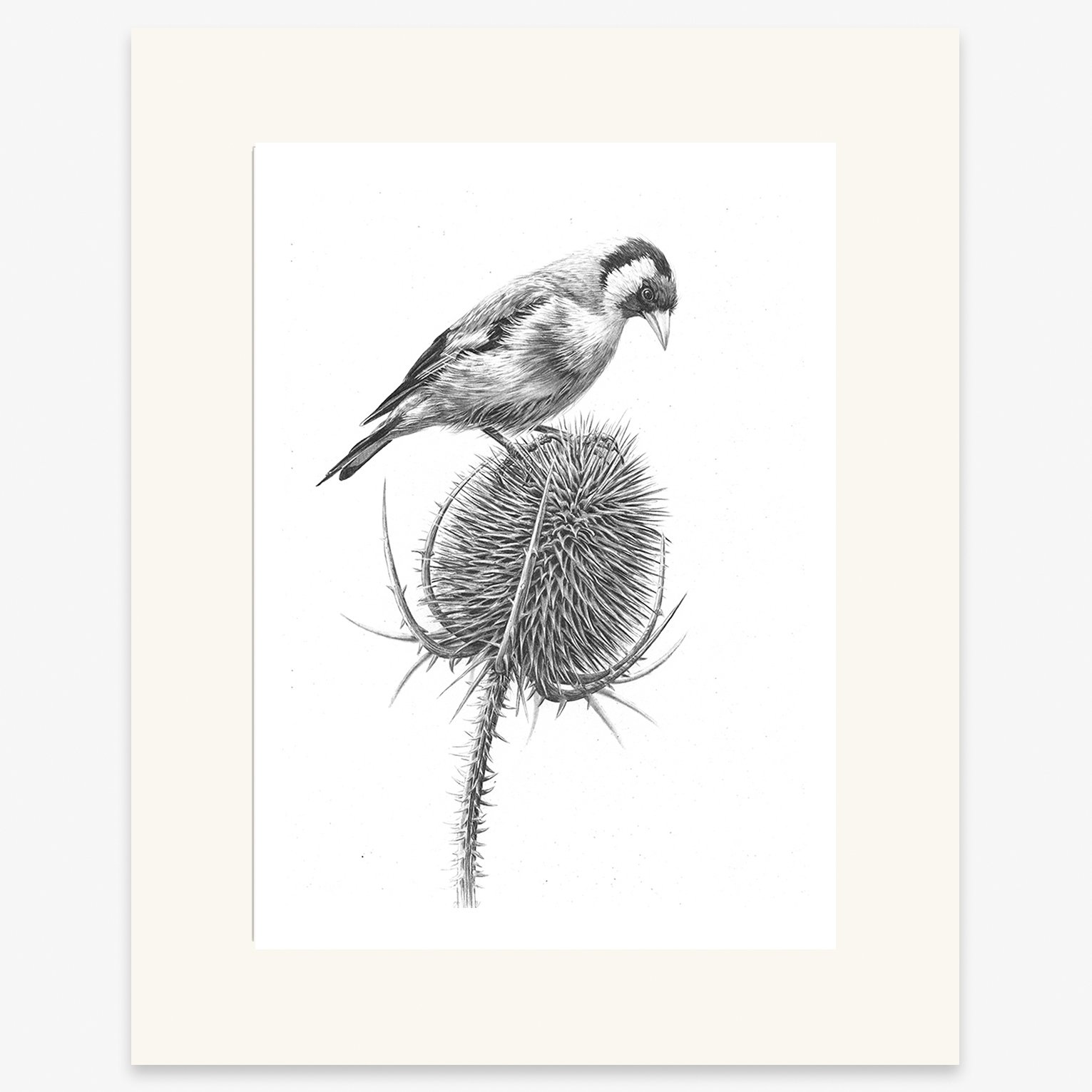 goldfinch_on_teasel_mounted.jpg