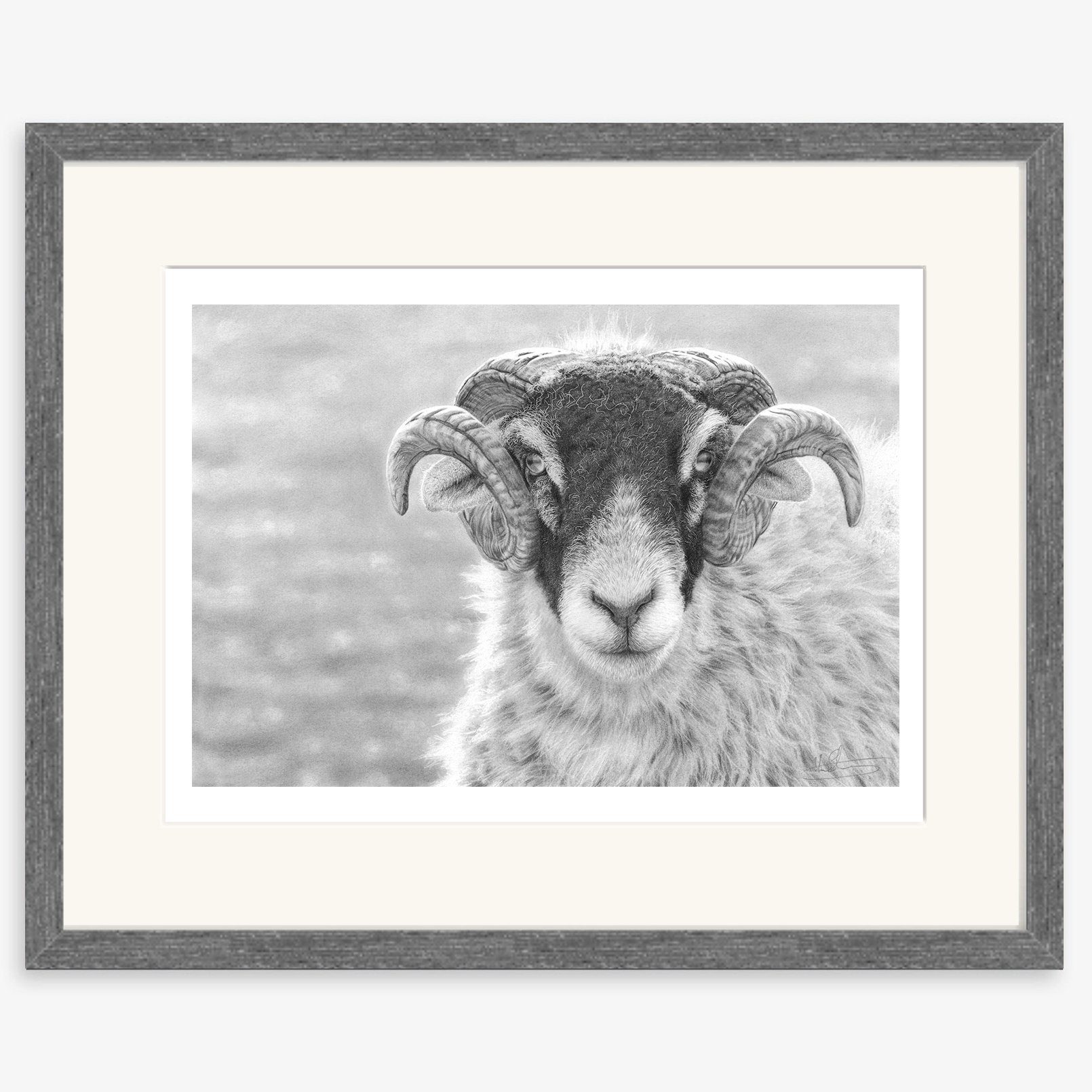 Swaledale_Tup_charcoal.jpg