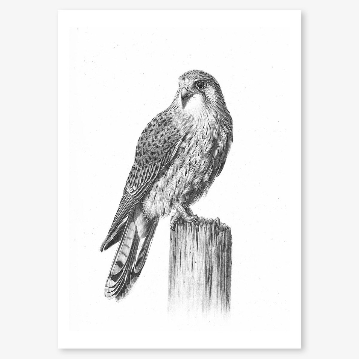 kestrel_floating.jpg