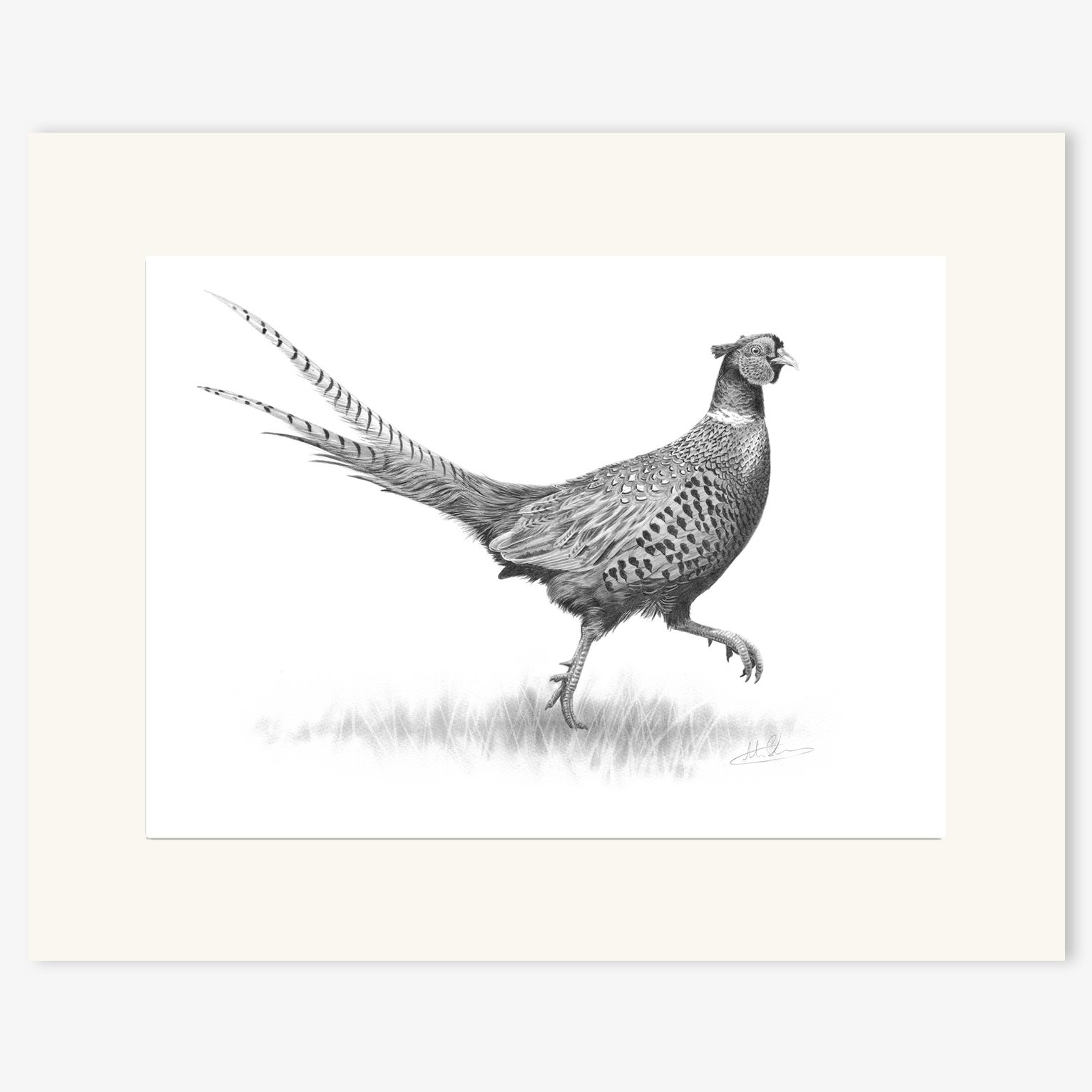 strutting pheasant_mounted.jpg