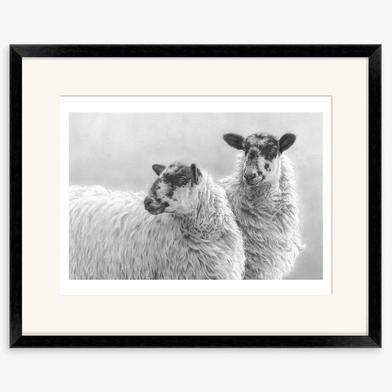 Mules_sheep_black.jpg