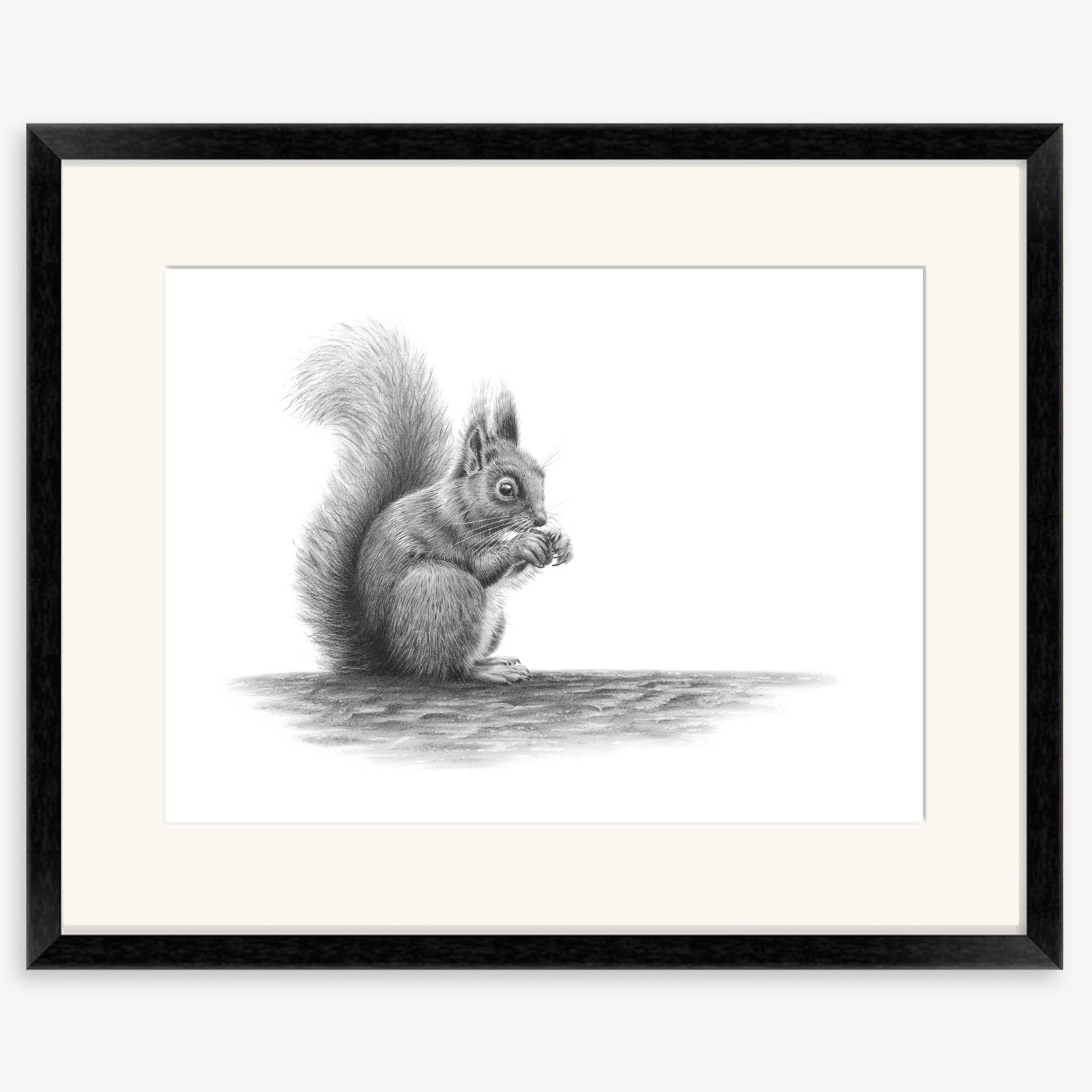 red_squirrel_black.jpg