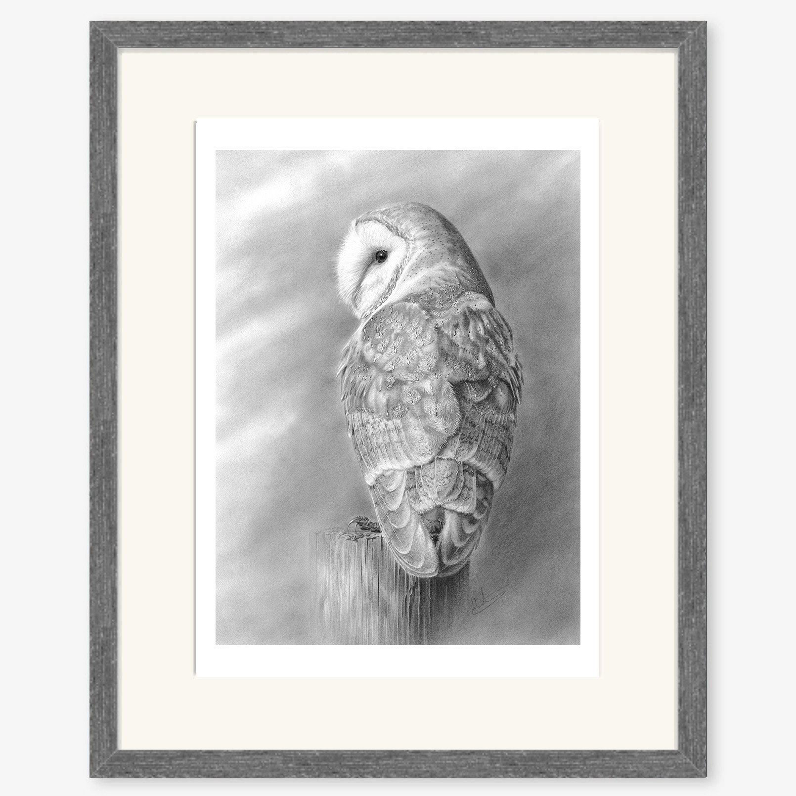 Barn Owl at Rest_charcoal.jpg