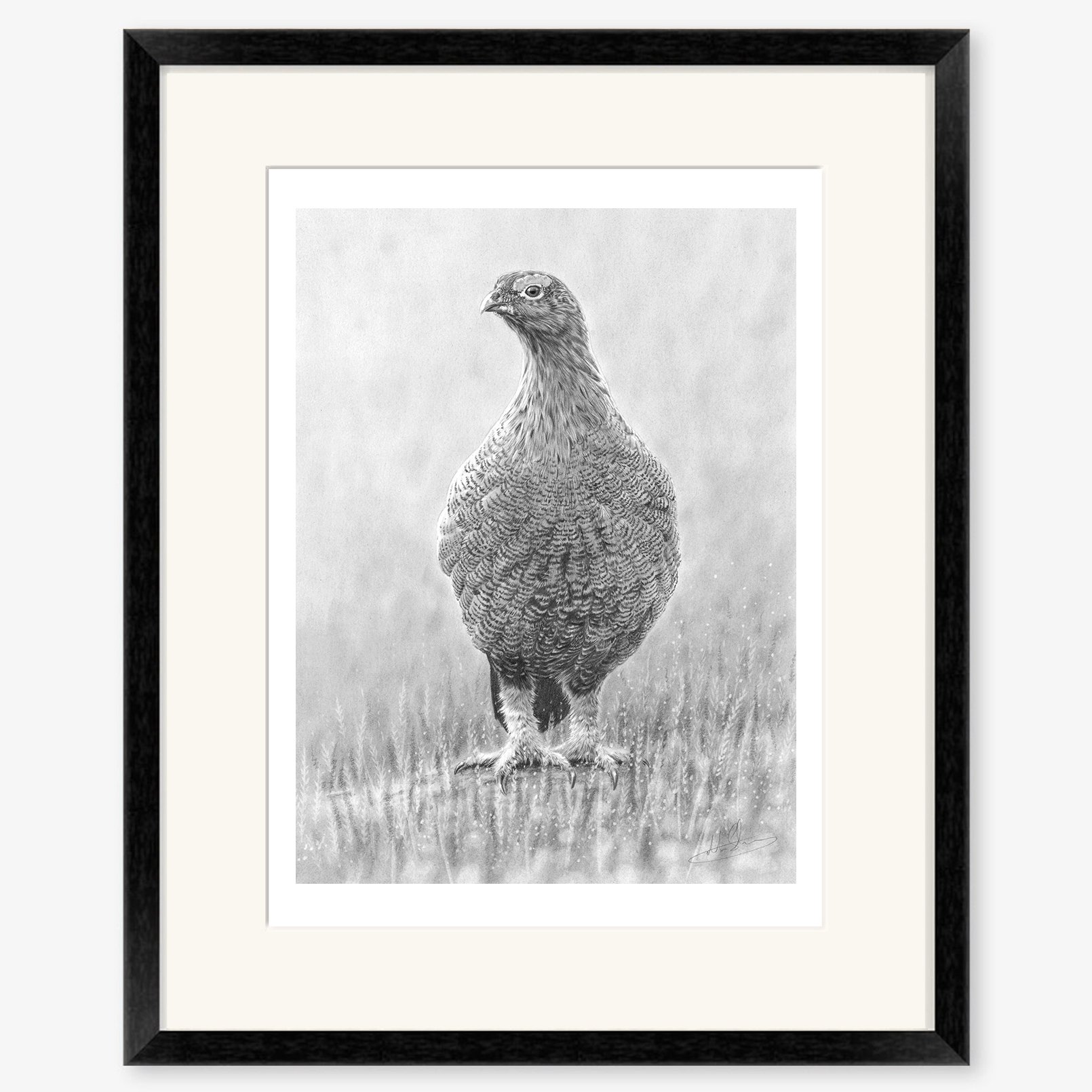 red_grouse_in_heather_black.jpg