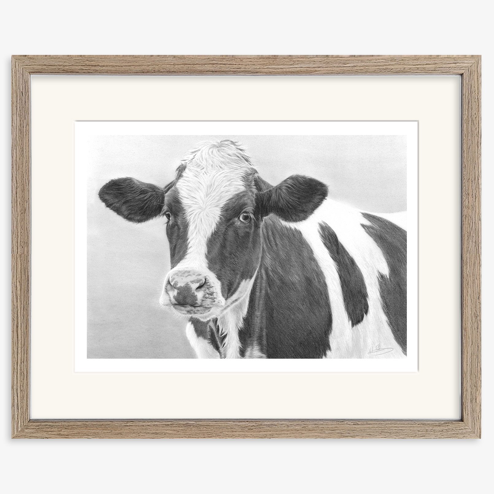 friesian_heifer_walnut.jpg