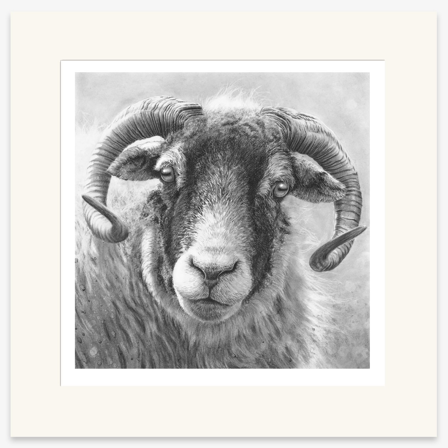 swaledale_ewe_III_Mounted_print_square.jpg