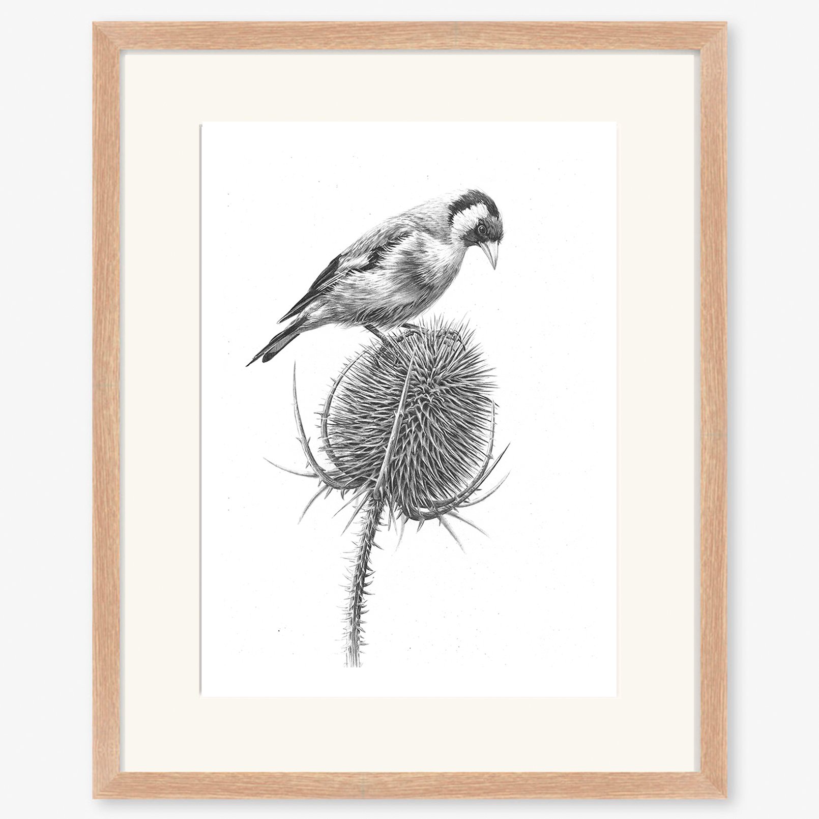 goldfinch_on_teasel_oak.jpg