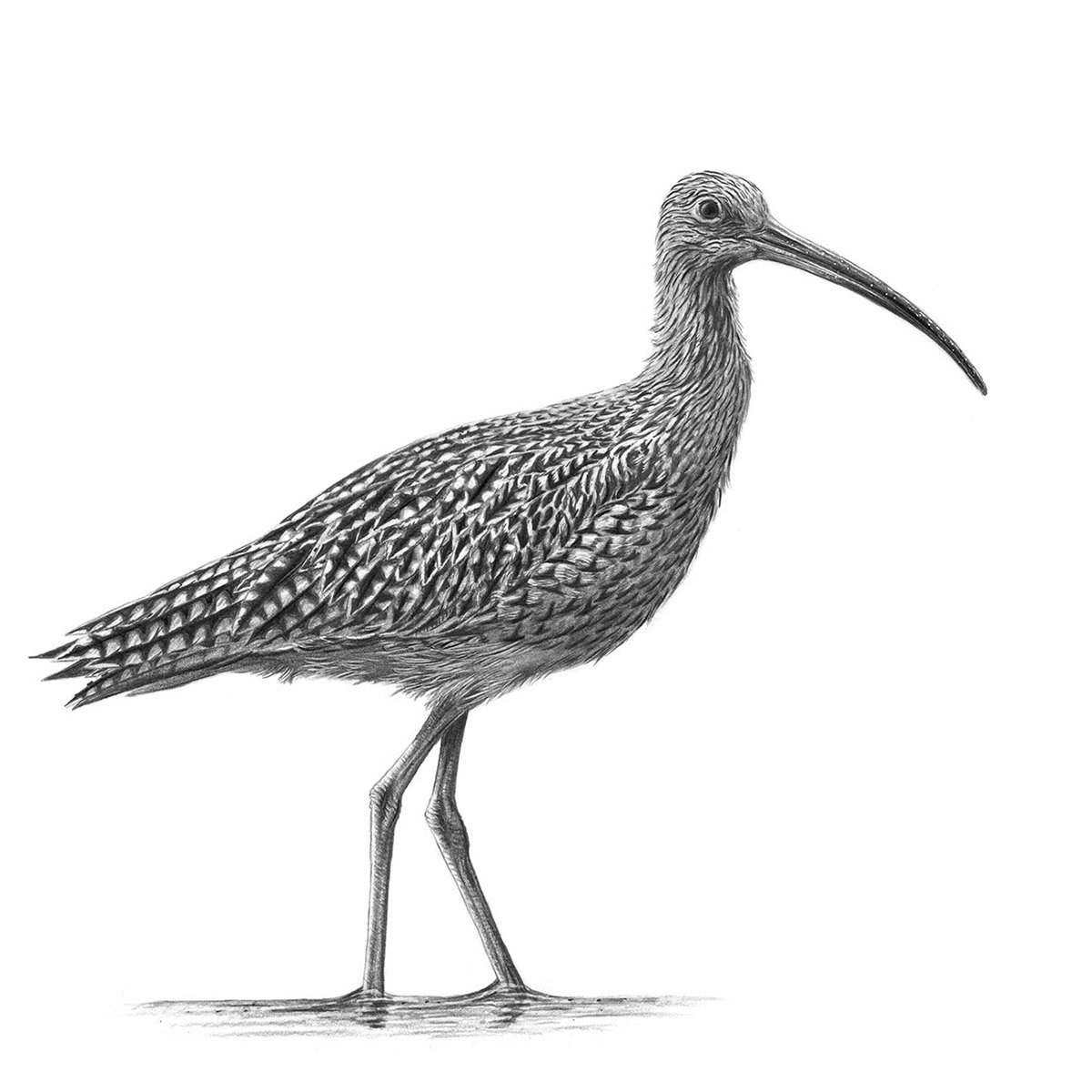 'Curlew II'