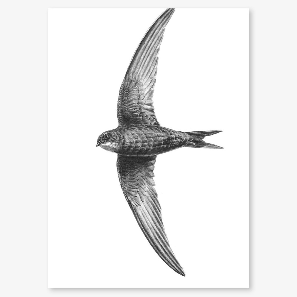 swift_web_floating.jpg