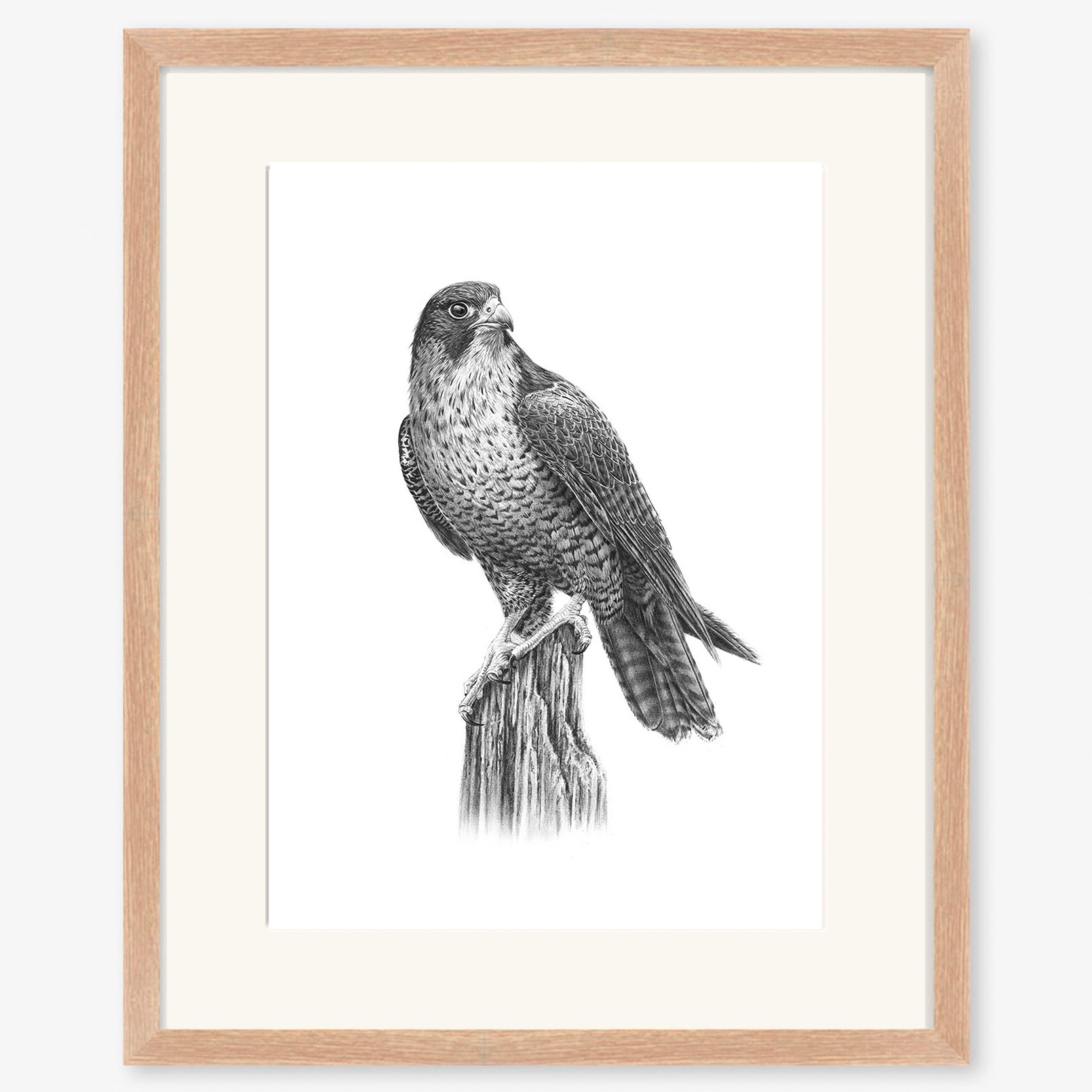Peregrine_falcon_oak.jpg