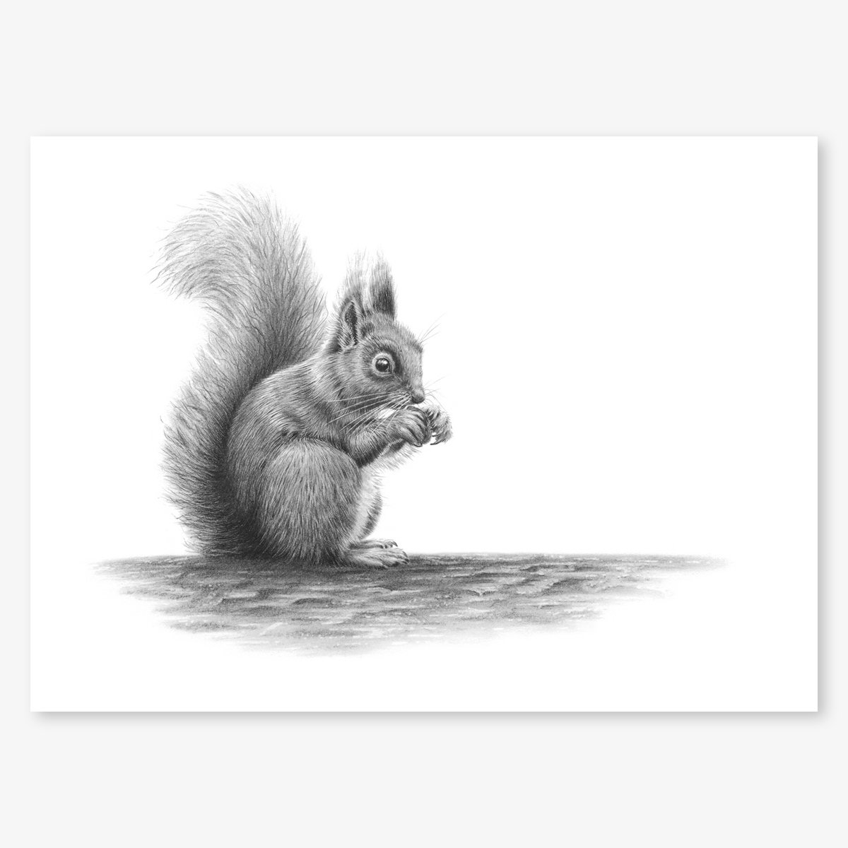 red_squirrel_floating.jpg