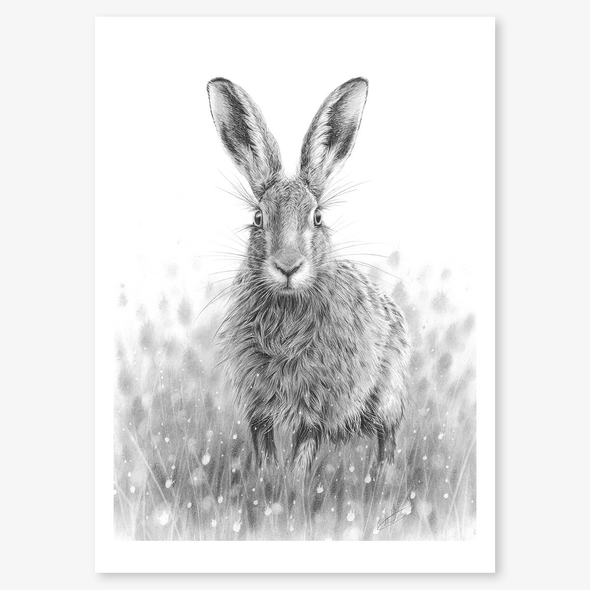hare_poised_floating.jpg