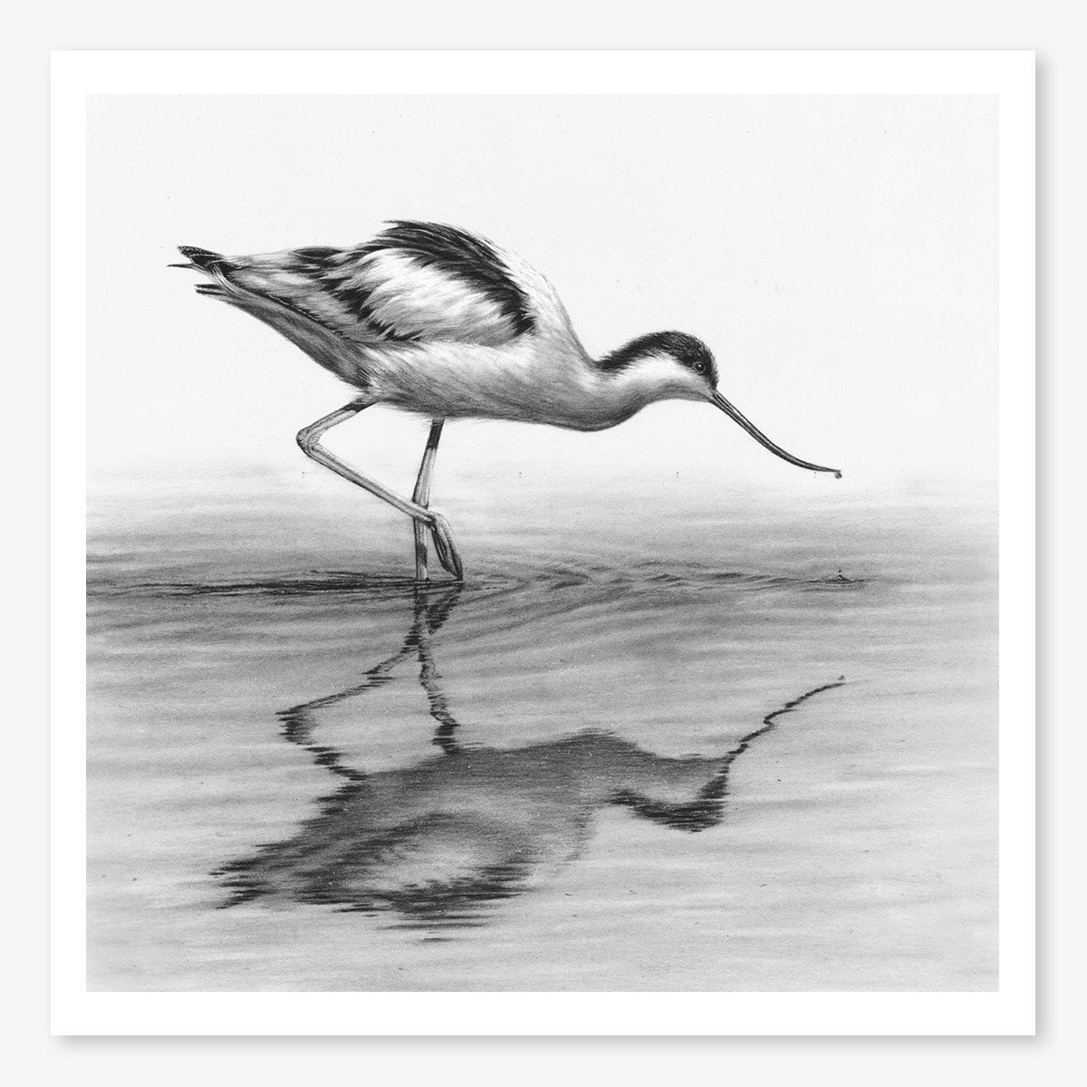 avocet_floating.jpg