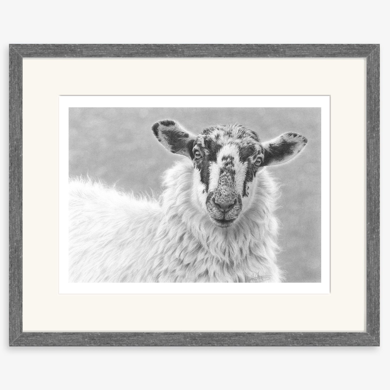 Mule_portrait_sheep_charcoal.jpg