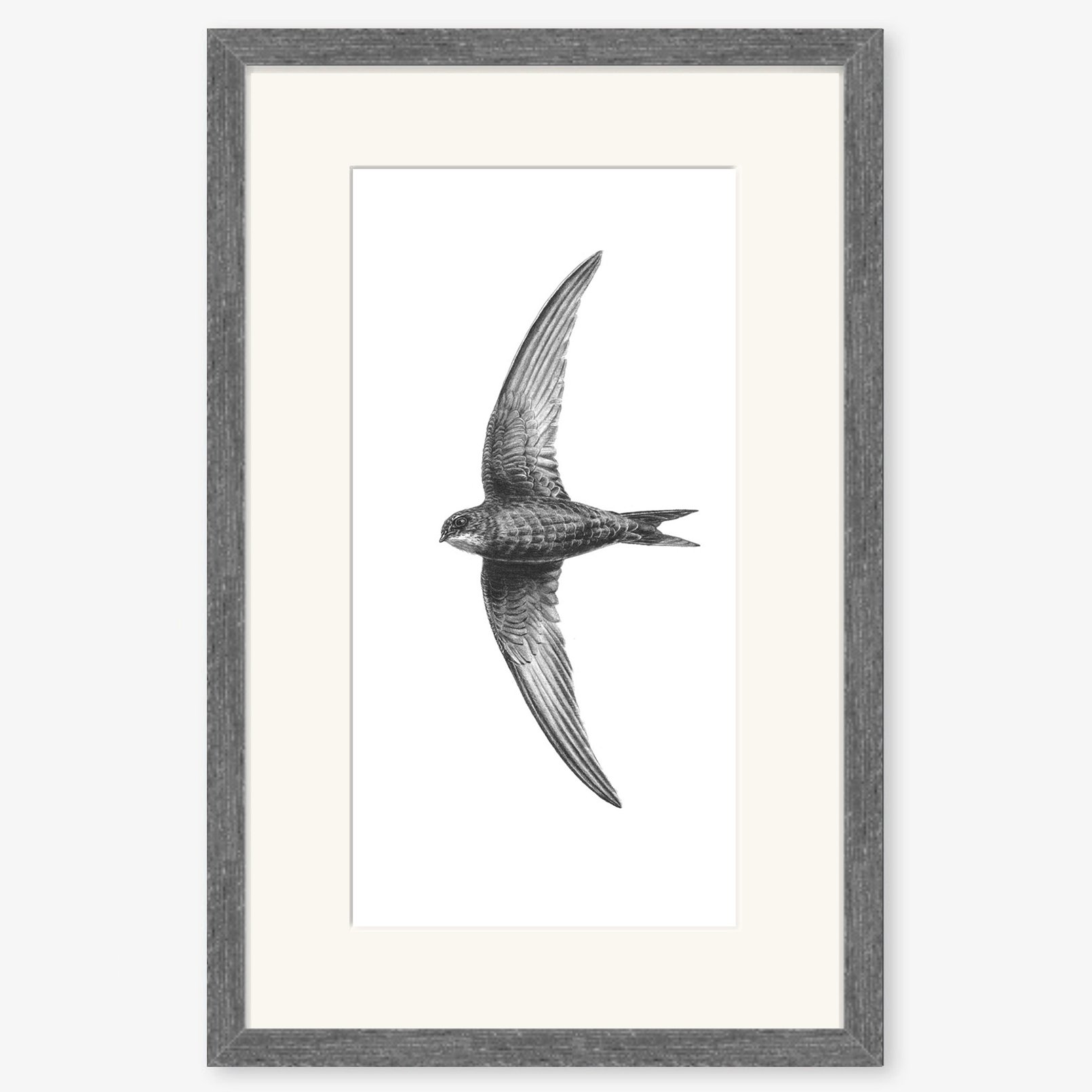 swift_charcoal.jpg