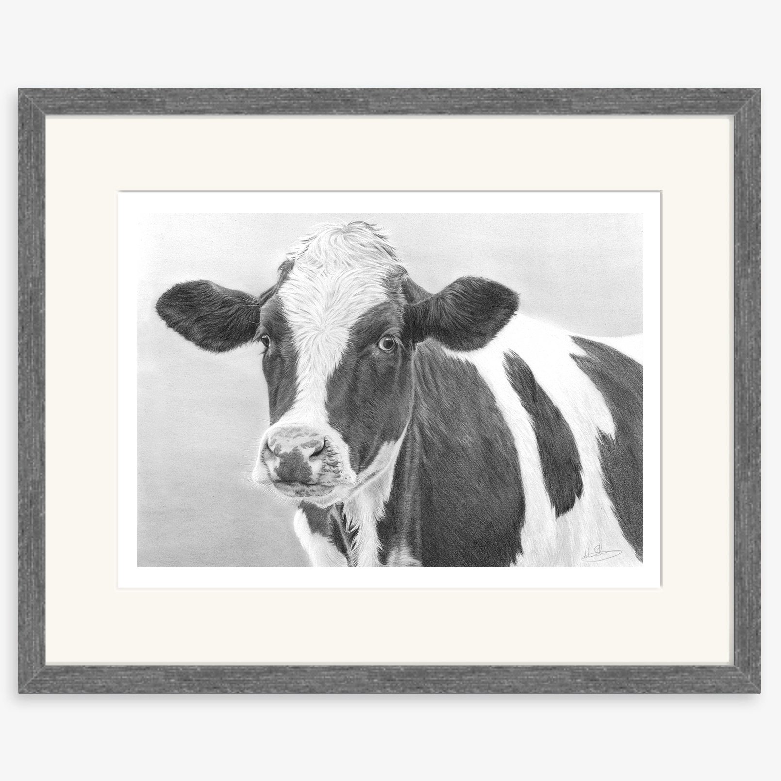 friesian_heifer_charcoal.jpg