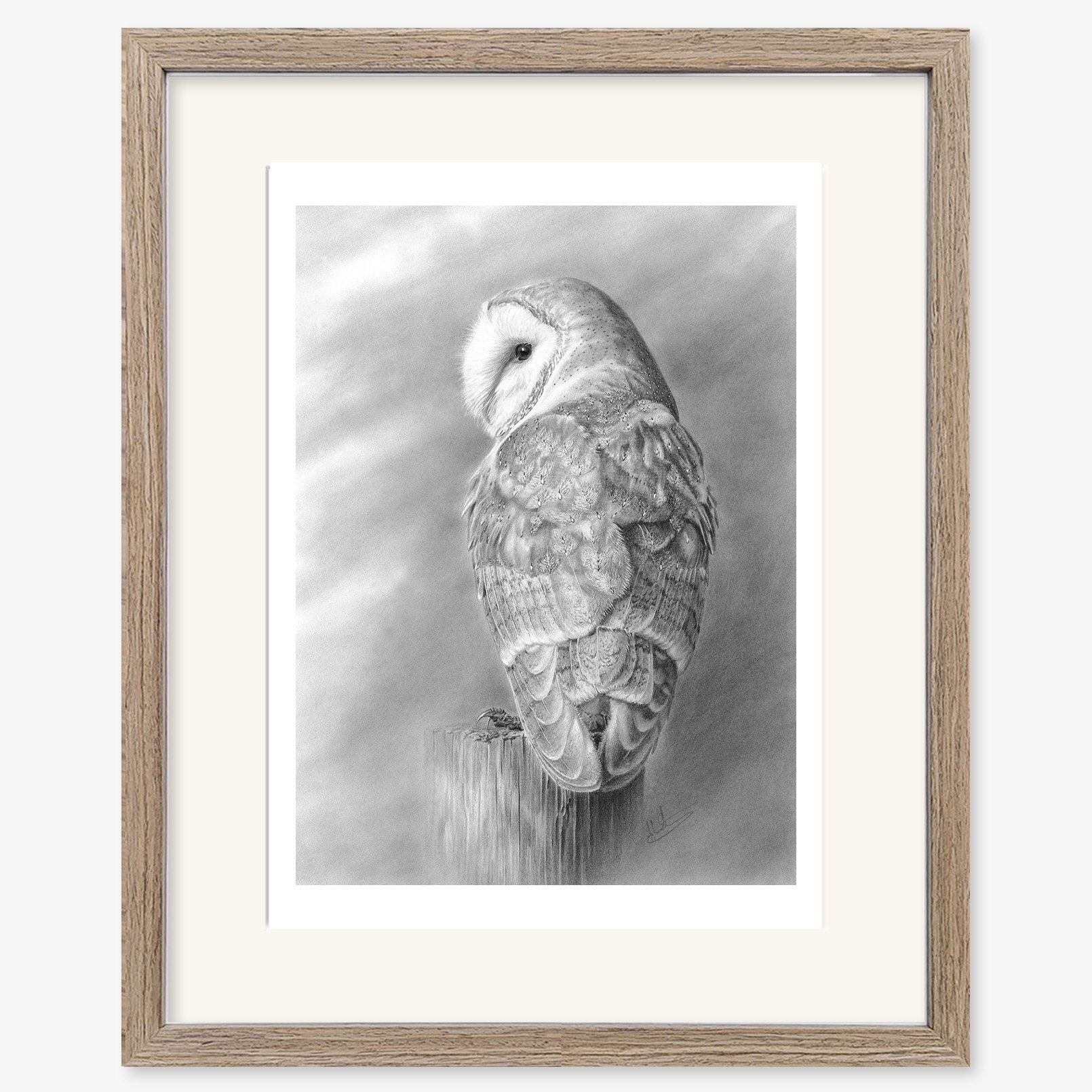 Barn Owl at Rest_walnut.jpg