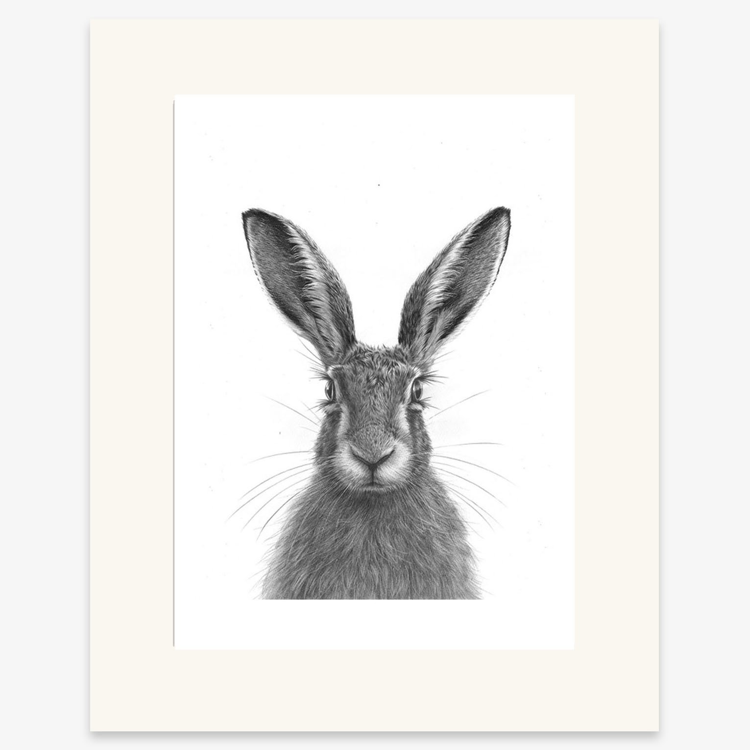 brown_hare_IV_mounted.jpg