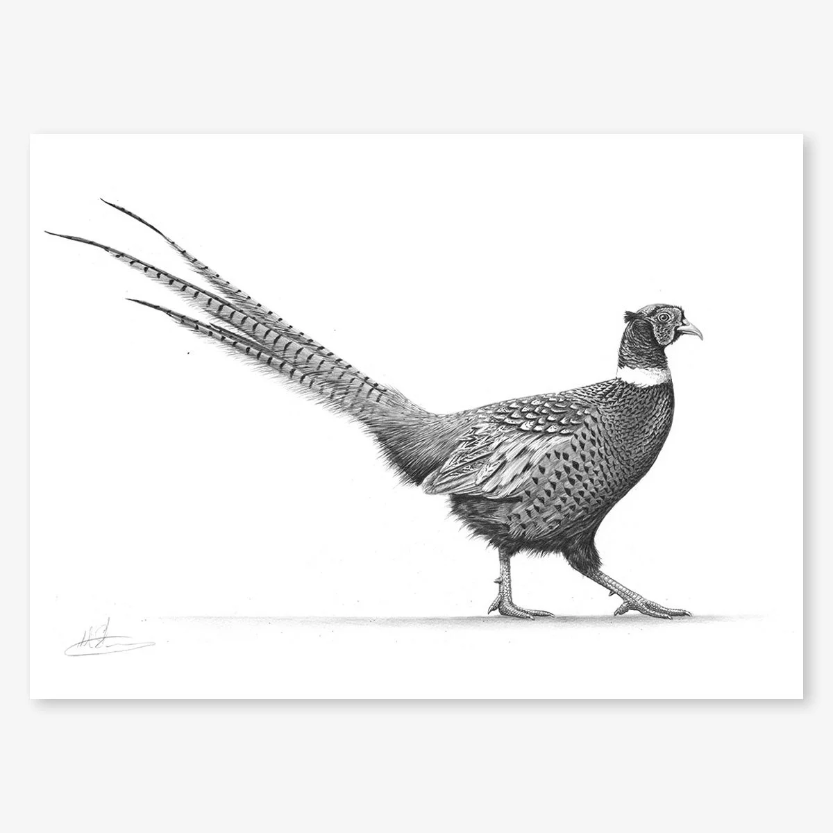 strutting pheasant_IV_floating.jpg