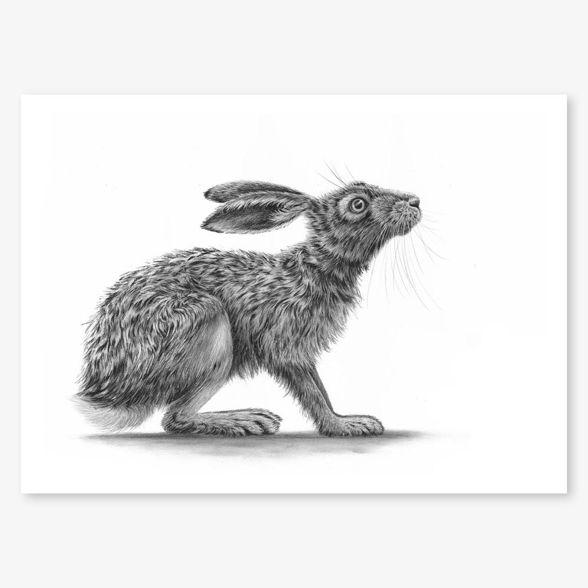hare_crouching_II_floating.jpg